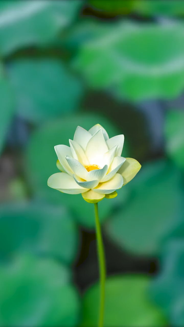 听音乐真的可以放松心情缓解压力吗?那看了我的荷花会怎样呢?