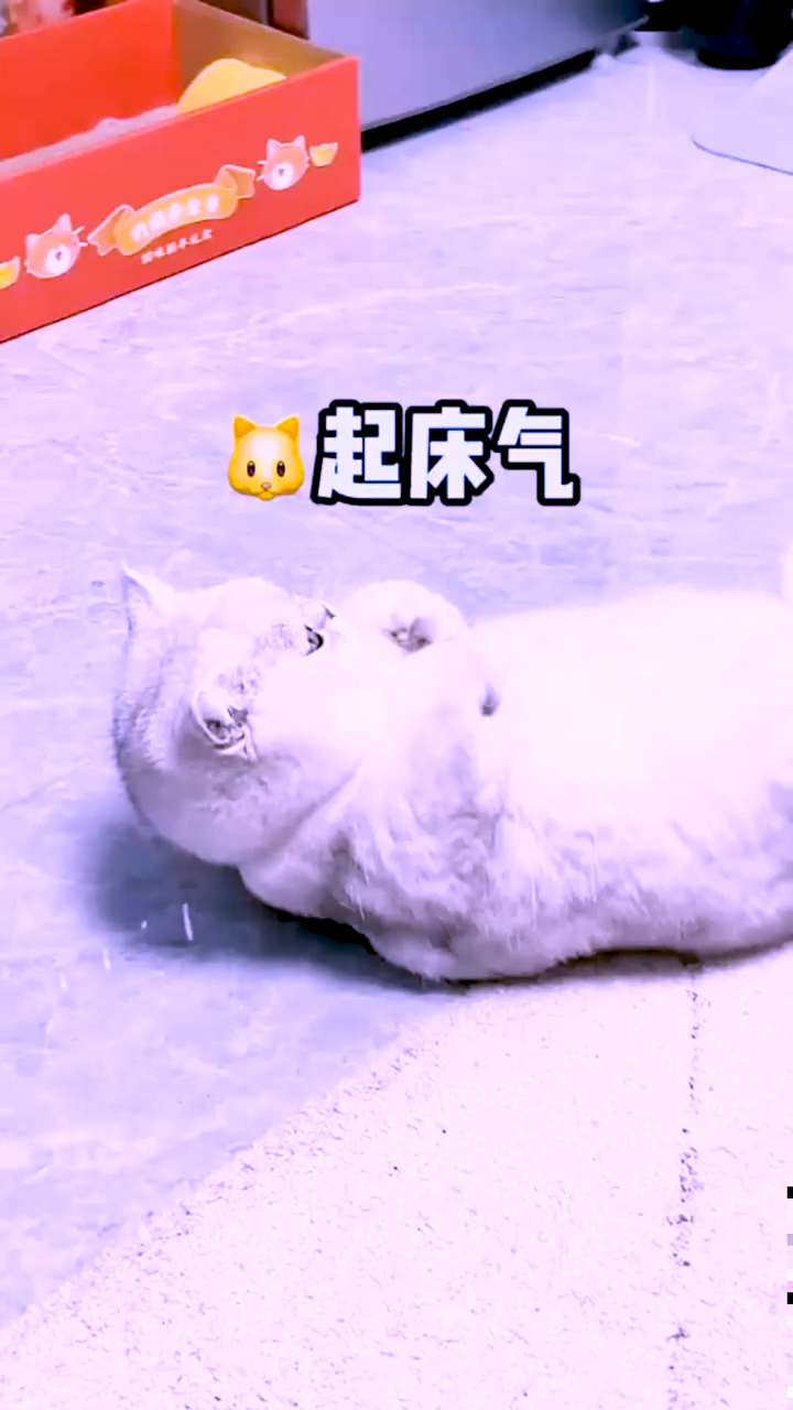 猫咪日记小猫咪也有起床气啊,真的是太可爱了