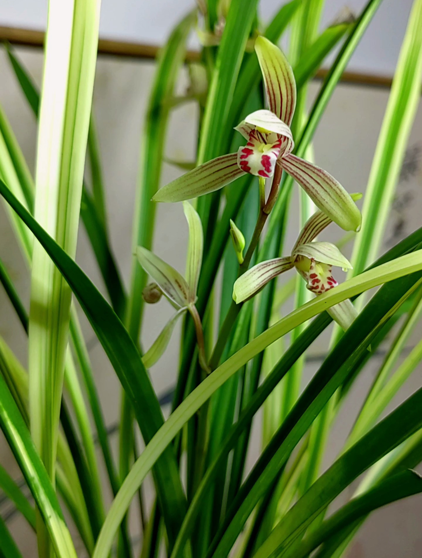 建兰八宝奇珍(山水画),山水千重复万重,少年相别老相逢