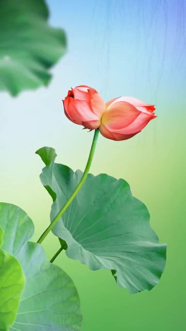 花自向阳开,人终向前走 点点水滴映荷莲 好运莲莲 映日荷花别样红