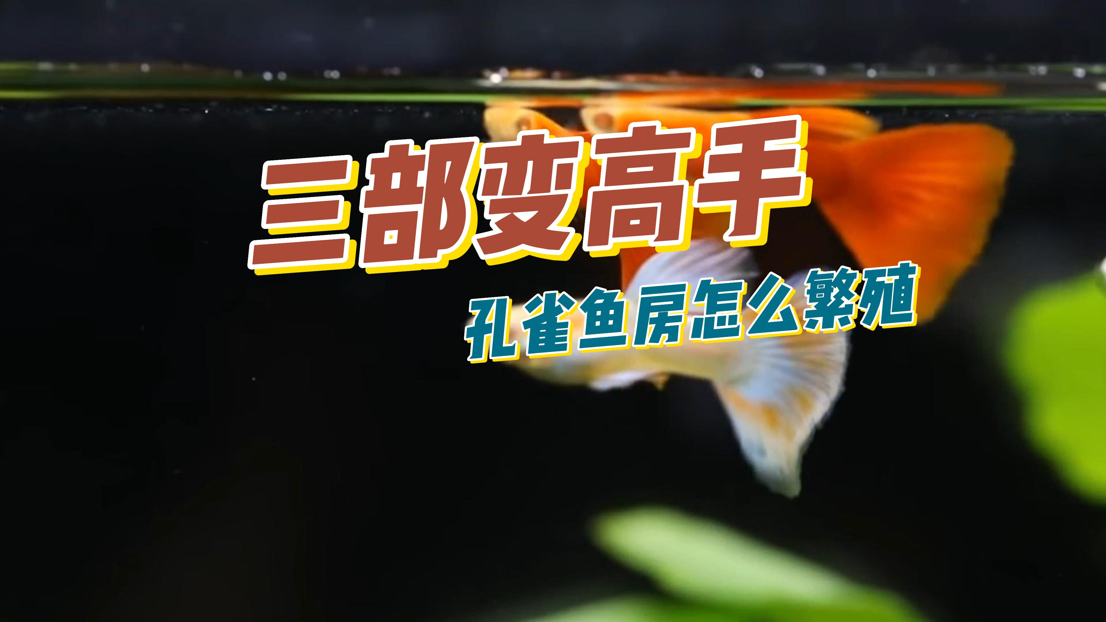 孔雀鱼房的繁殖方式,三招小白变大师