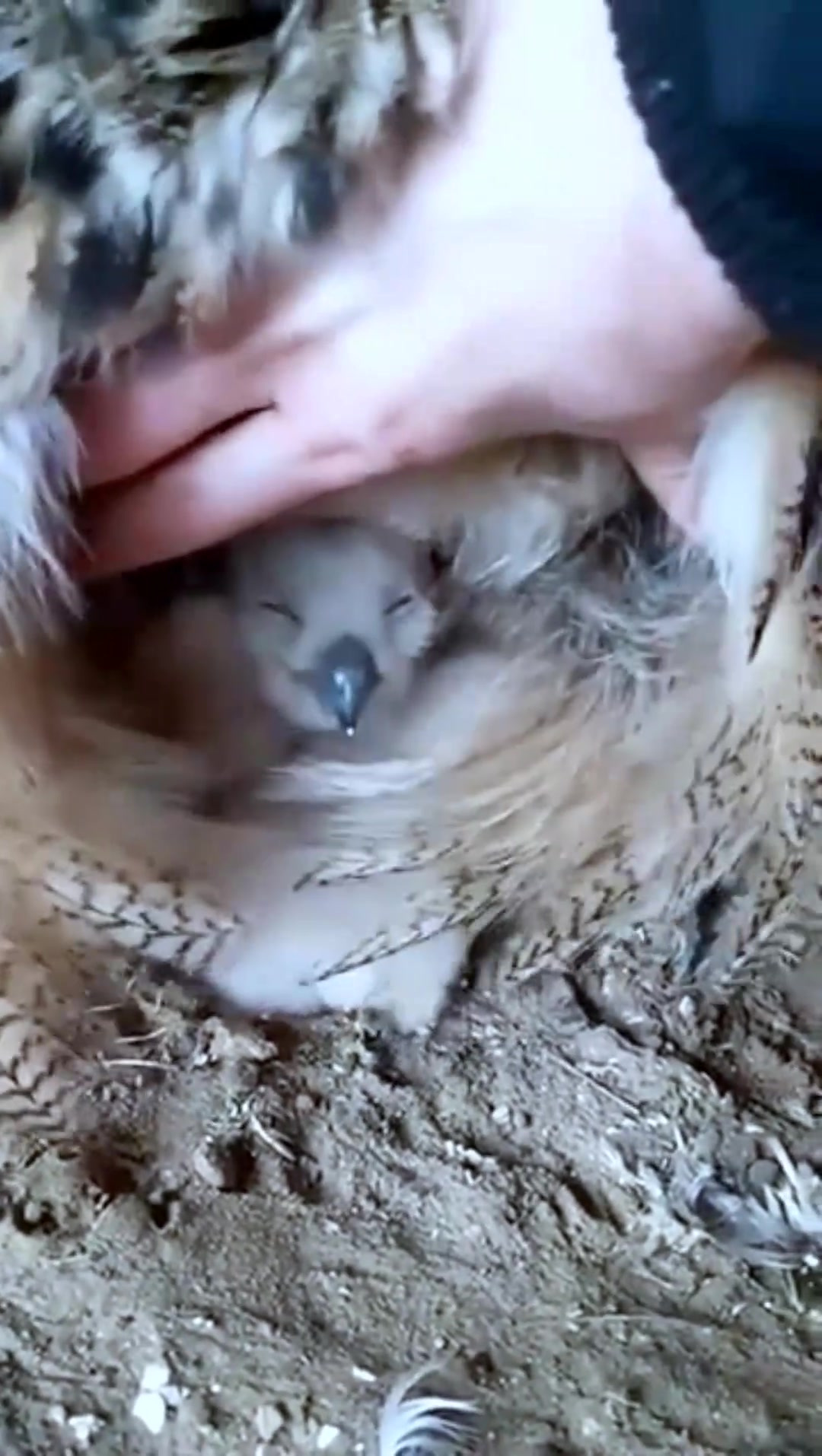 猫头鹰第二年回到这里孵化幼鸟宝宝了,好可爱的小猫头鹰宝宝-度小视