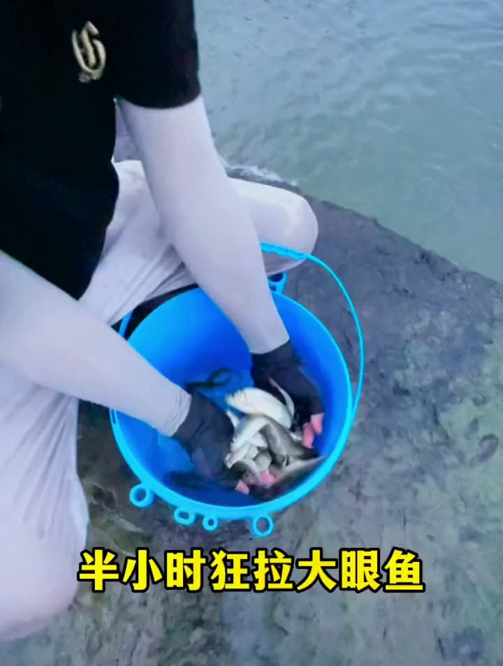 大眼萌鱼图片