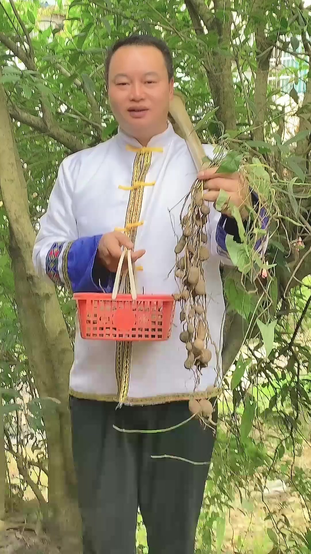 山慈茹别名:地苦胆破石珠九牛胆