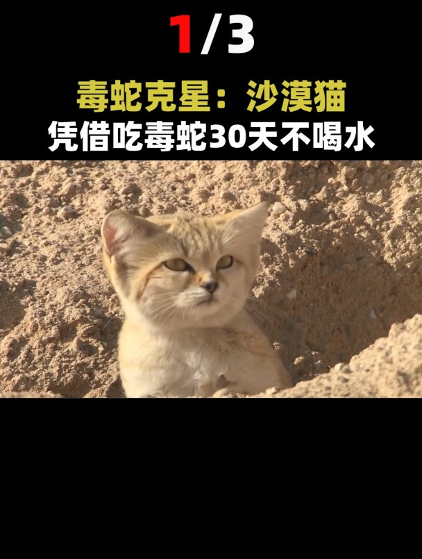 世界上最小的猫