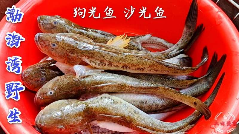 家常炖狗光鱼 老渔民地道做法味道独特 肉质鲜美爱吃海鱼的要试试,美食,菜谱,好看视频