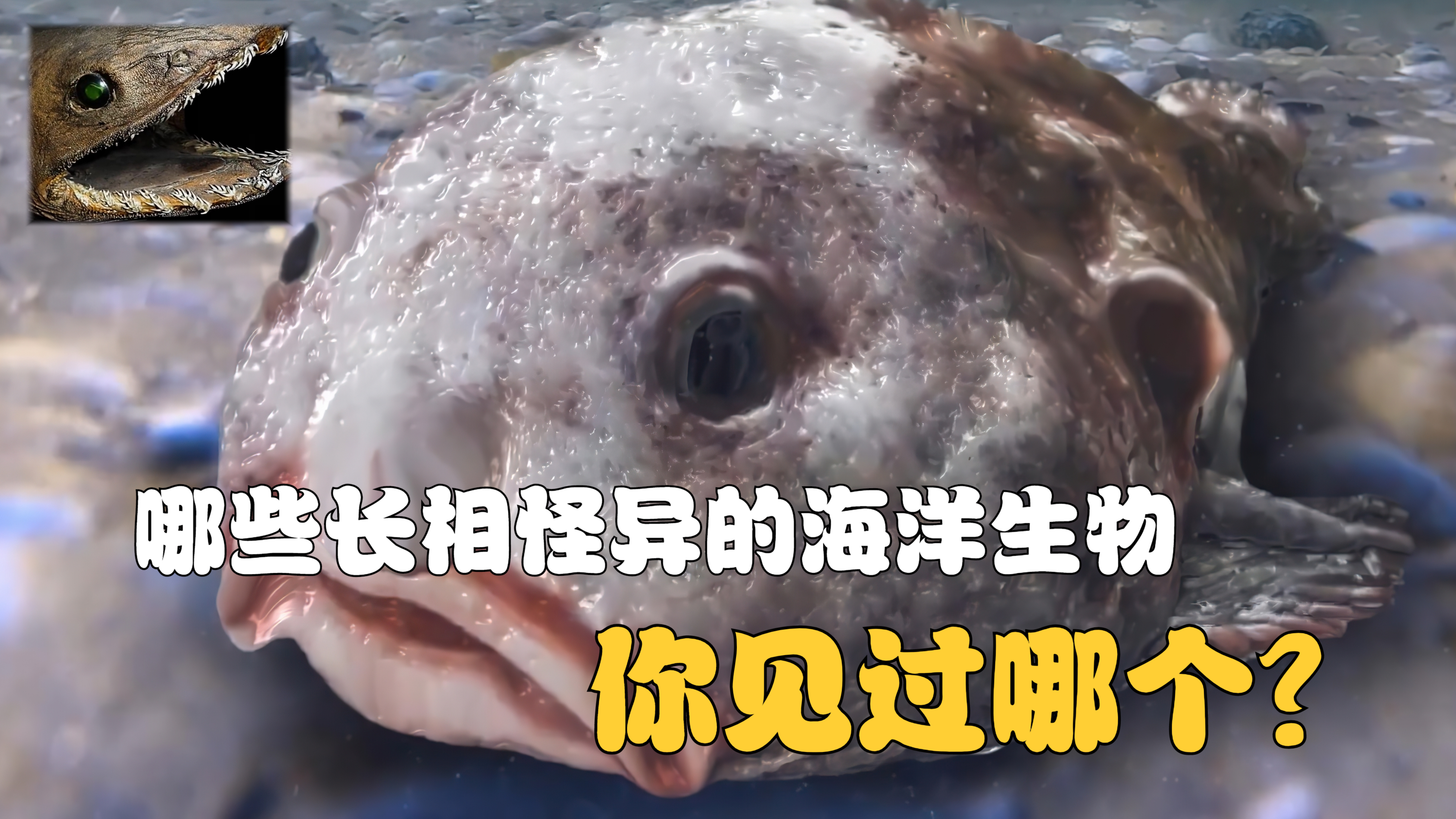 海洋深处到底有多少未知生物,他们的长相为什么都很怪异?