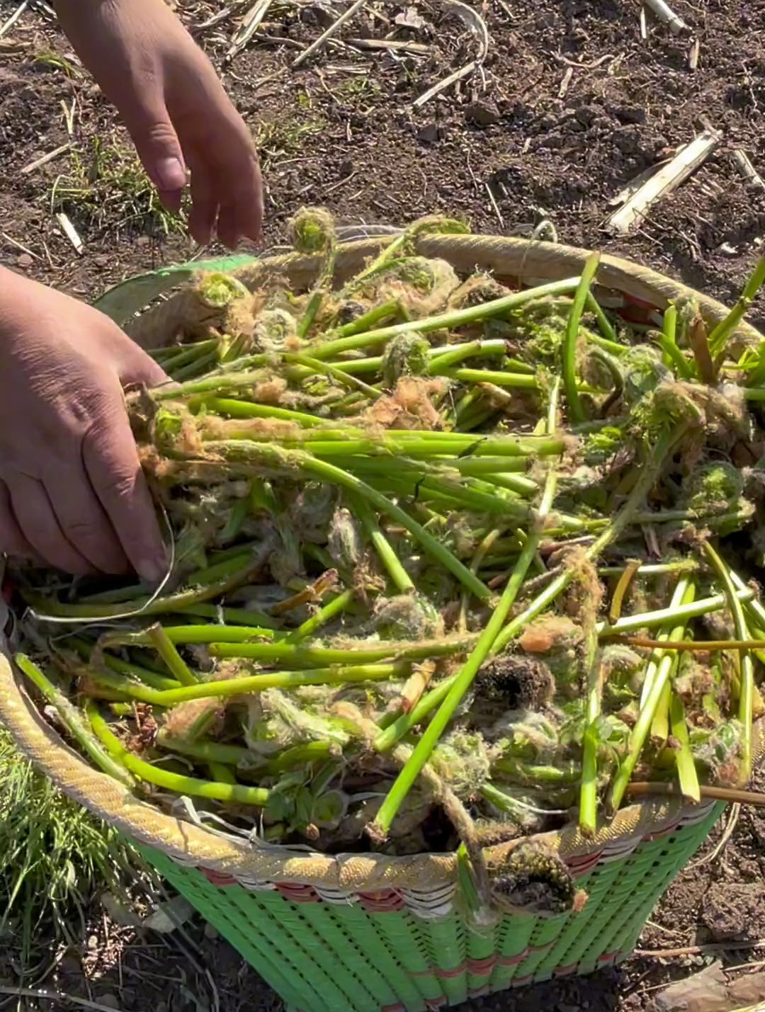 牛毛广,我们东北也叫薇菜,多年生蕨类植物