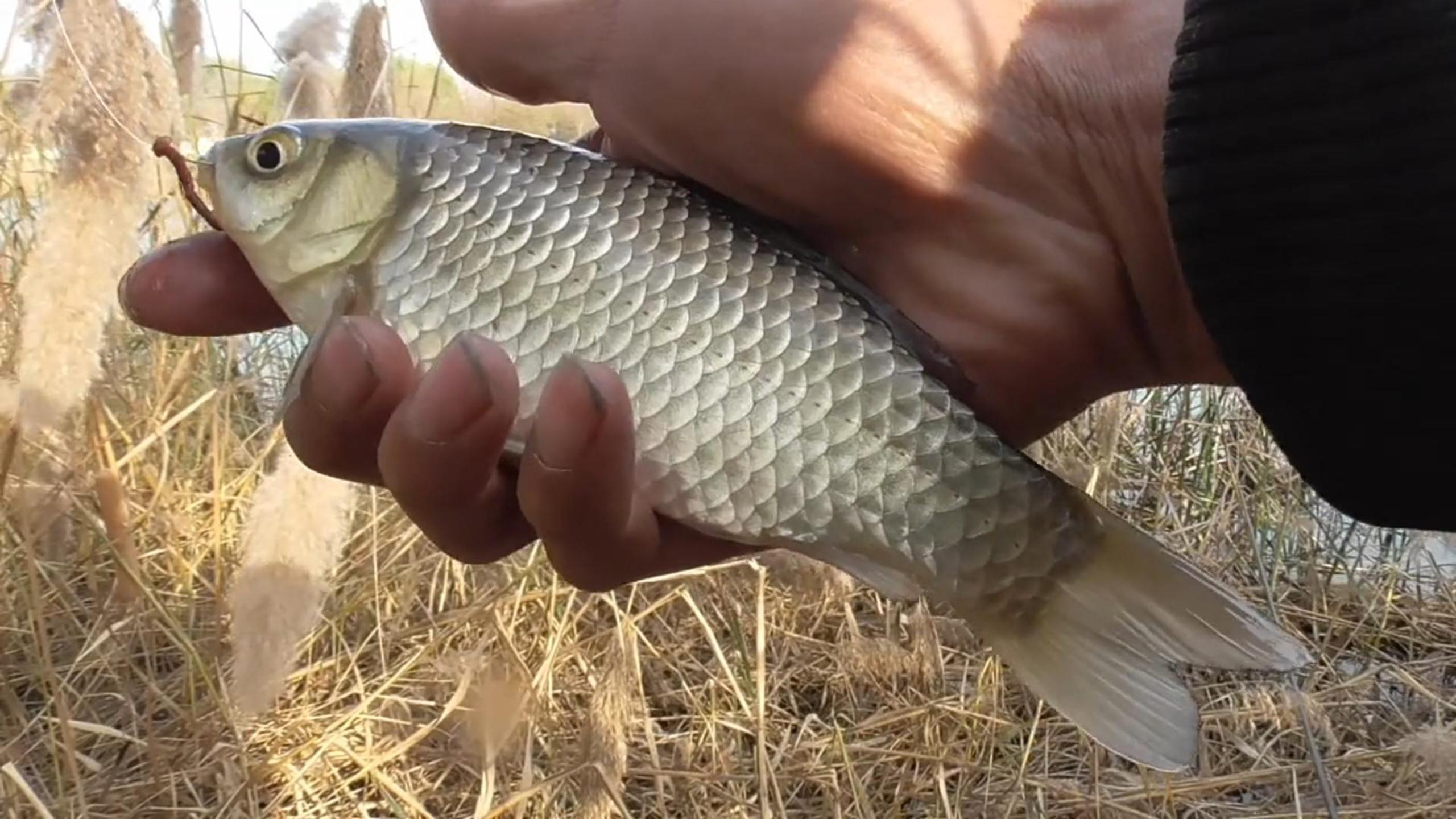 跑鱼脱钩,先看看鱼钩有没有出问题