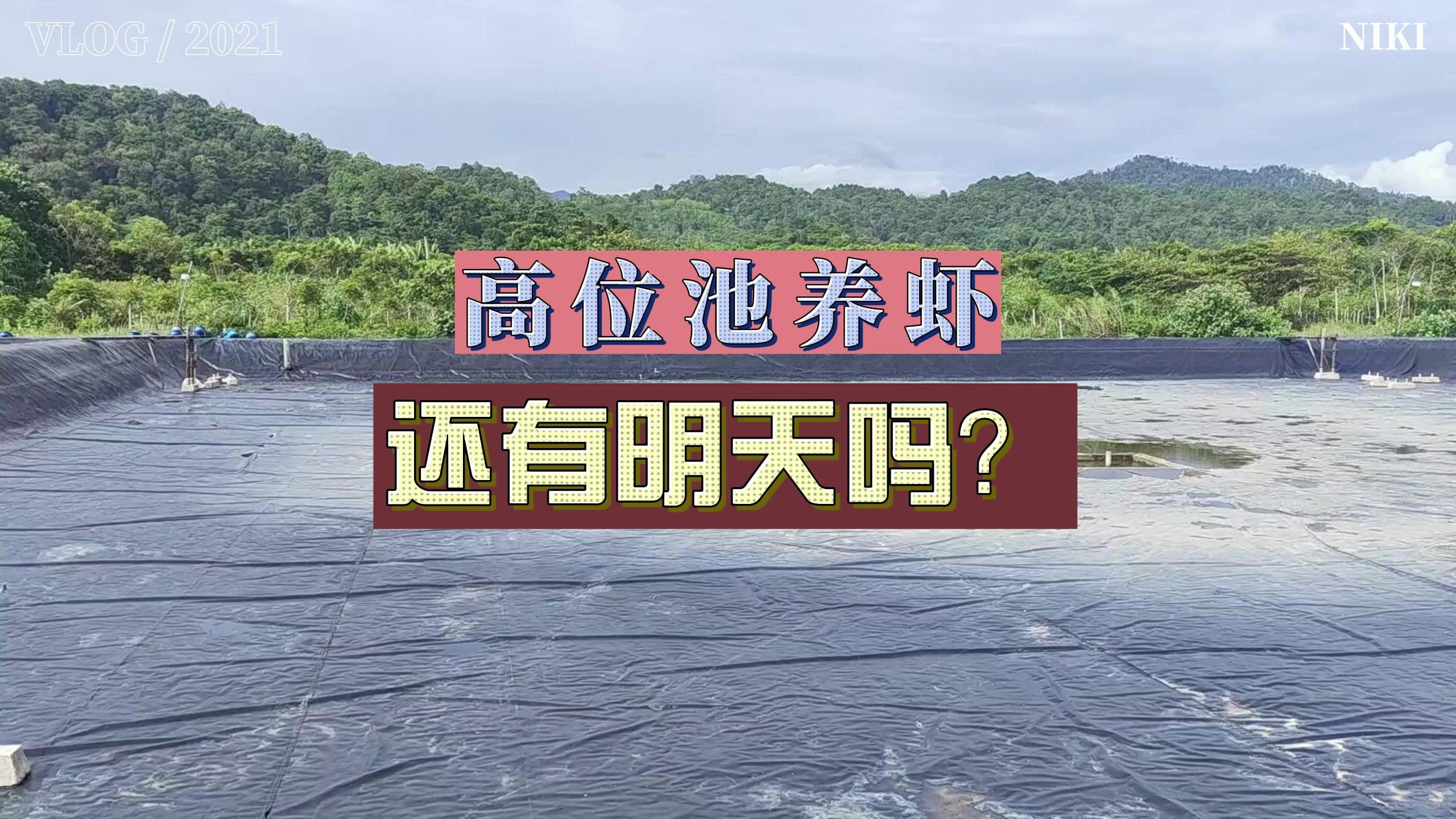 比工厂化养殖密度低!高位池养虾,还有明天吗?