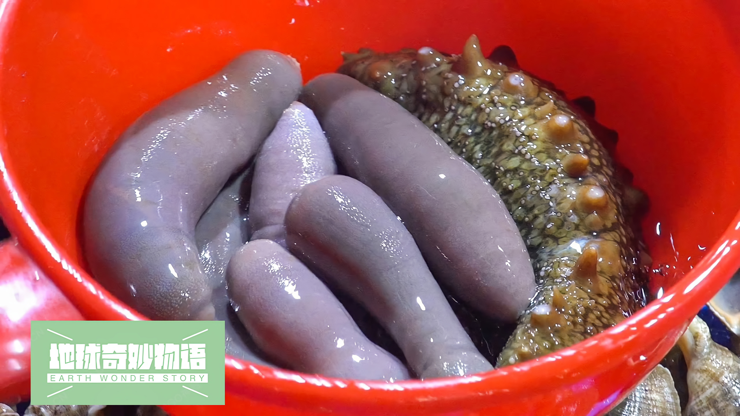 鲜活刺身四宝!超高人气夏季刺身拼盘!营养价值高到离谱!超美味