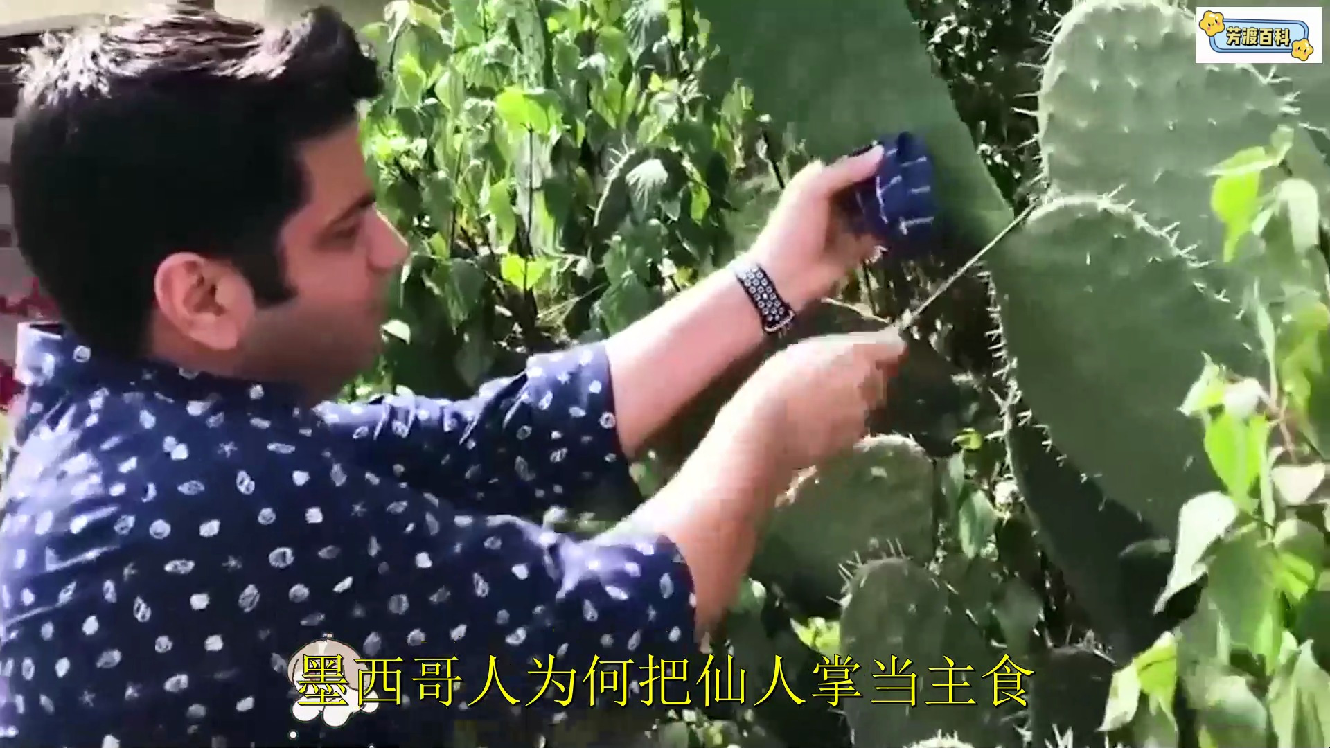 你知道吗?竟然有人把仙人掌当主食?你敢吃吗
