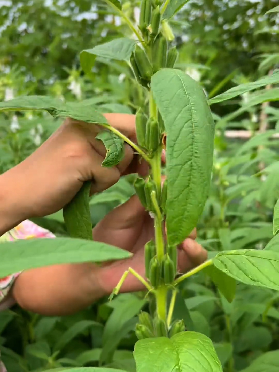 香芝麻叶树图片图片