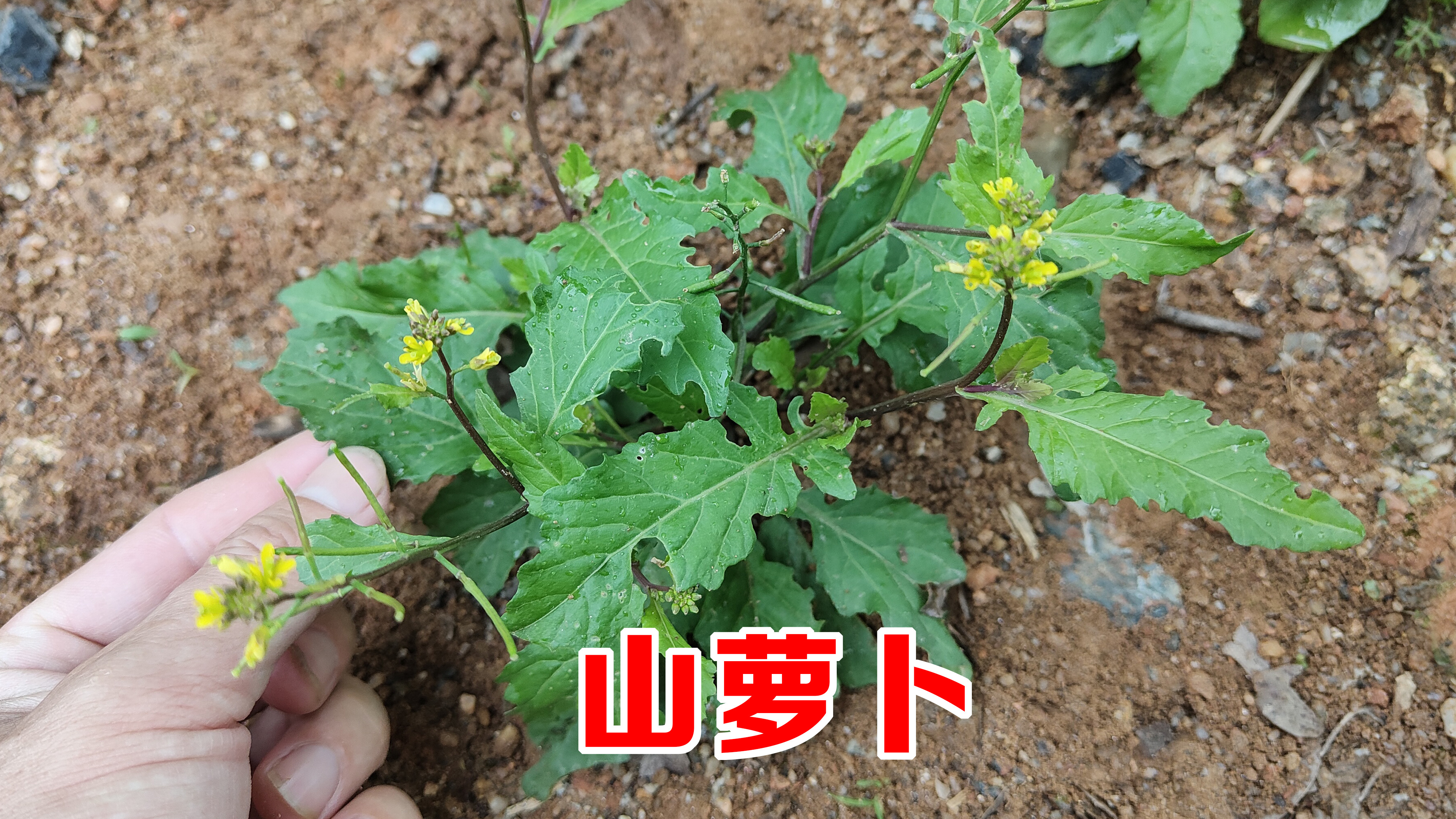 老人们常说的“山萝卜”,今天终于找到了,它价值原来这么厉害?