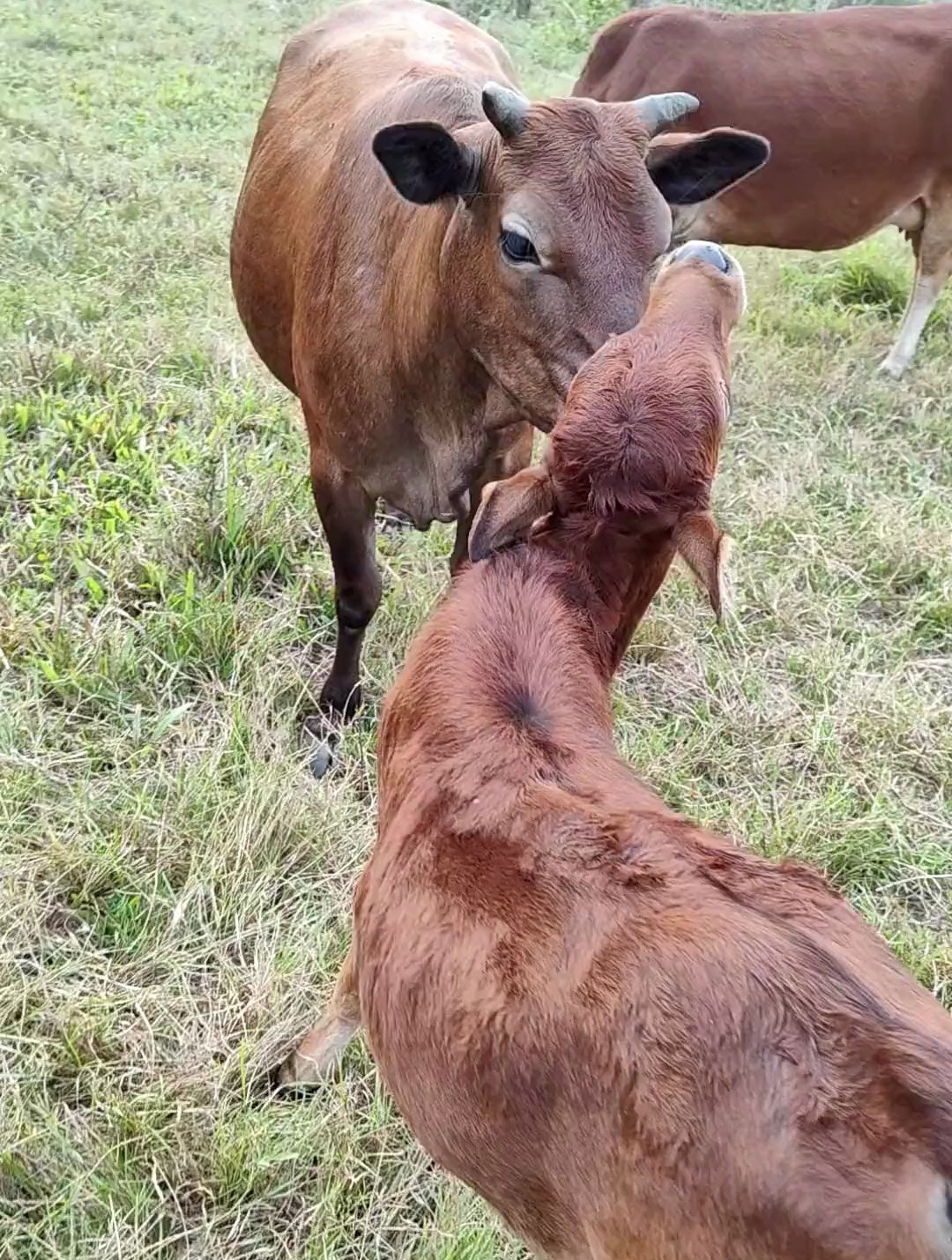 舐犊情深 母牛帮小牛舔毛