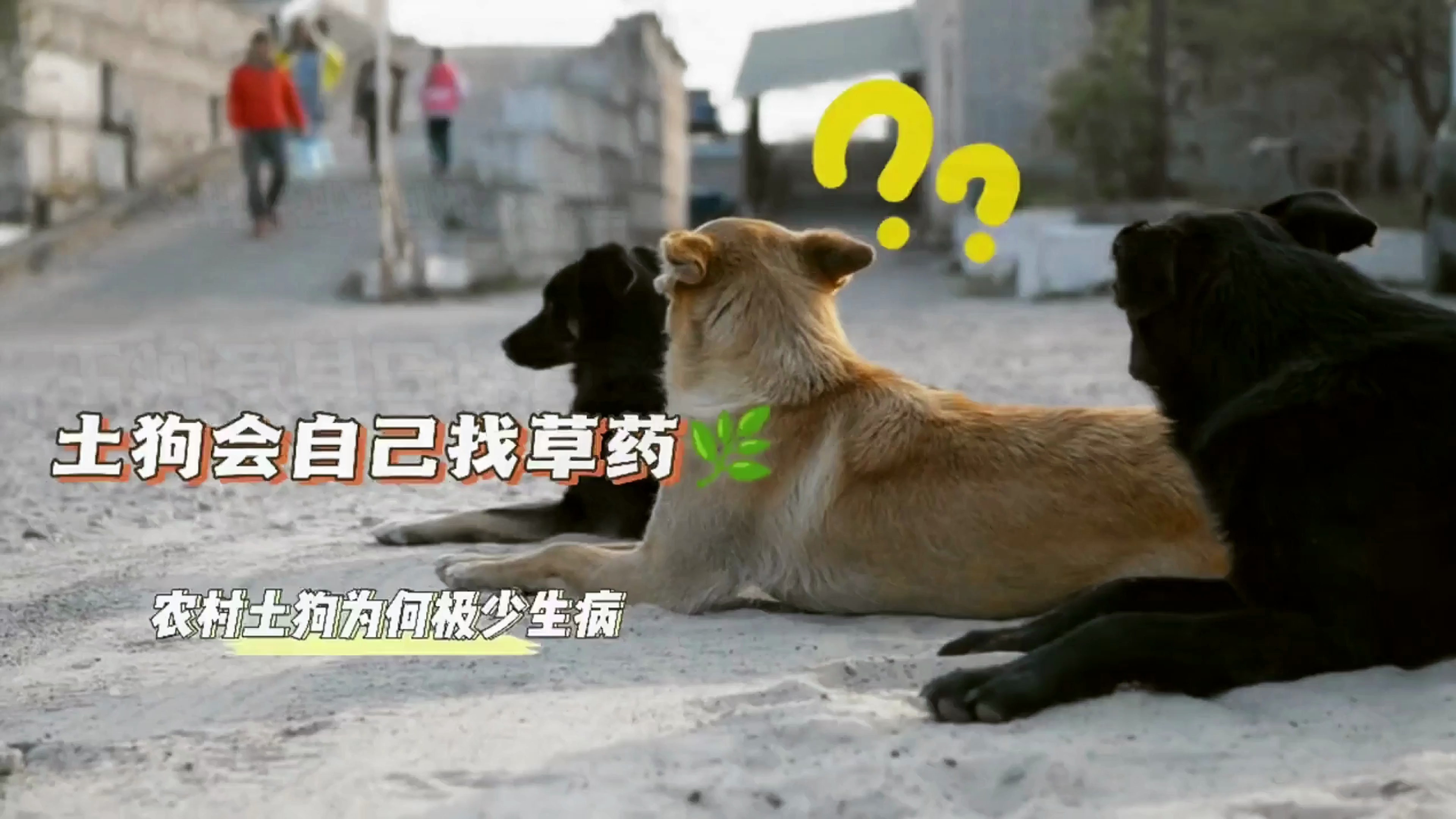 狗狗为什么会自己吃草药治病