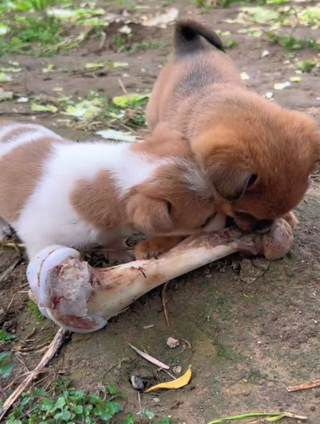小狗狗的抢骨头大战开始了!