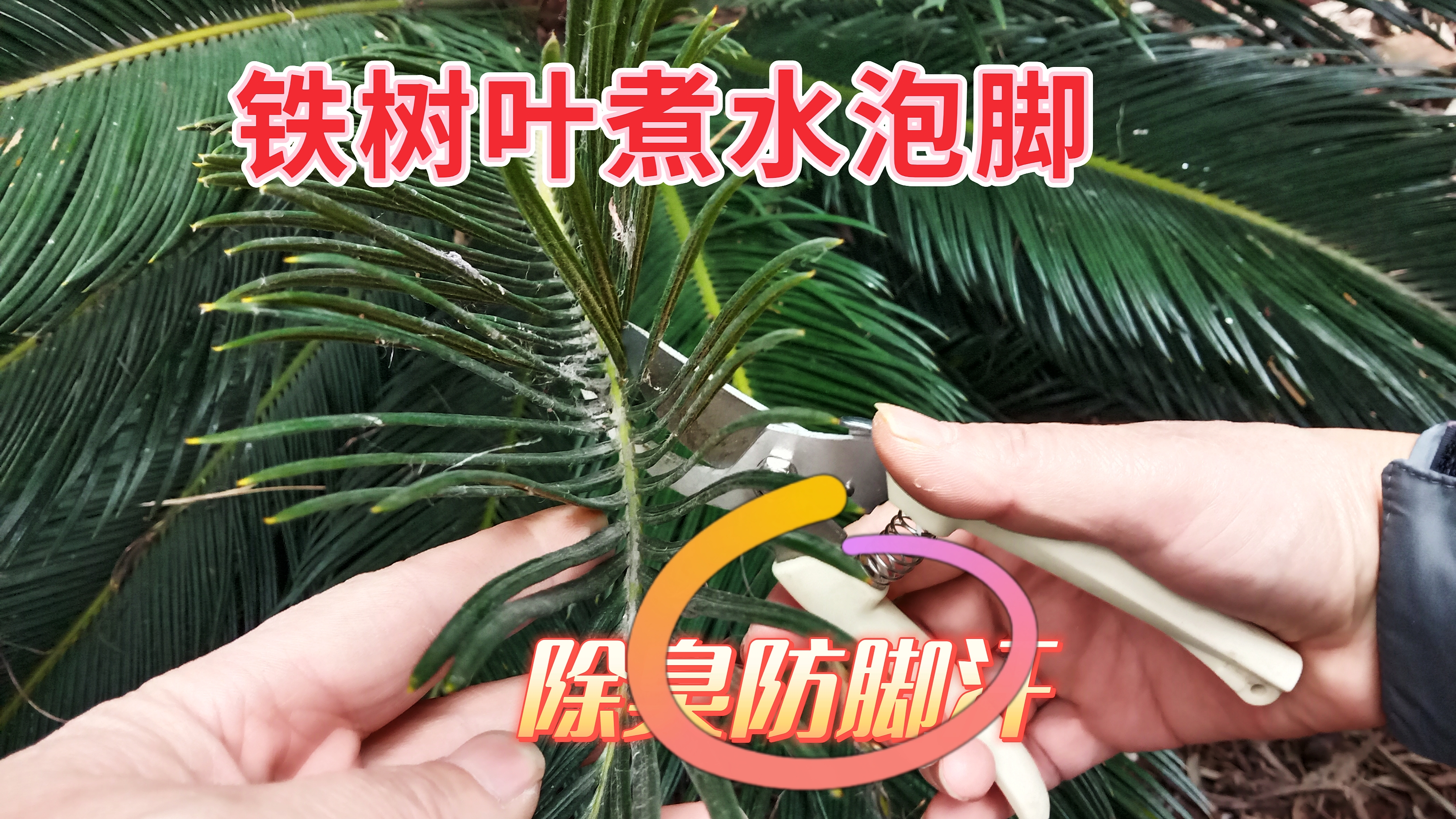 富有神话传说的铁树,用它的叶子煮水泡脚,除臭防脚汗
