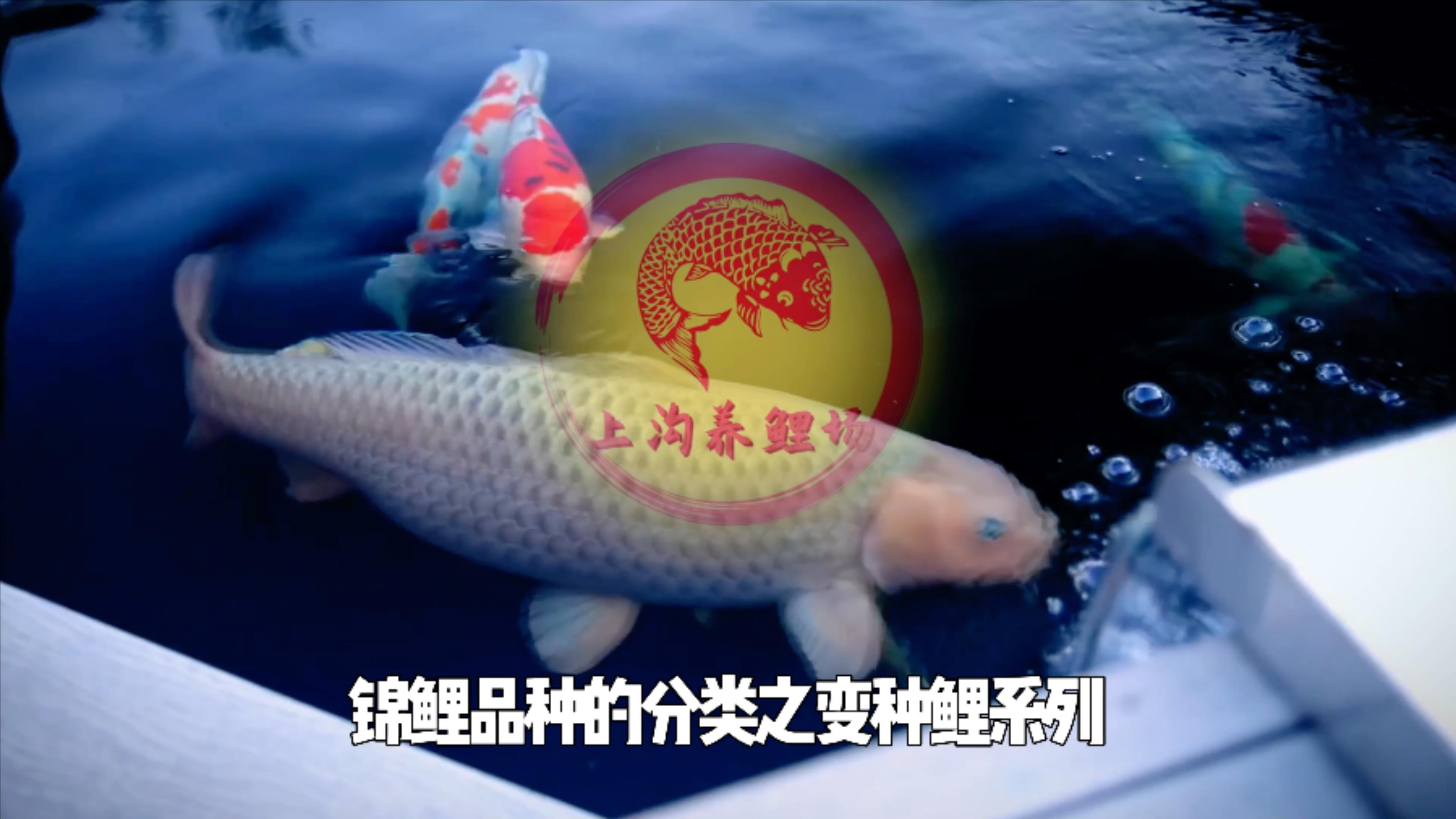 变种锦鲤系列的种类有哪些?场长说锦鲤品种分类之变种锦鲤系列