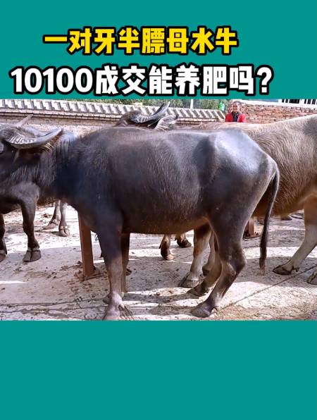 一对牙半膘母水牛,10100成交,能养肥吗?-度小视