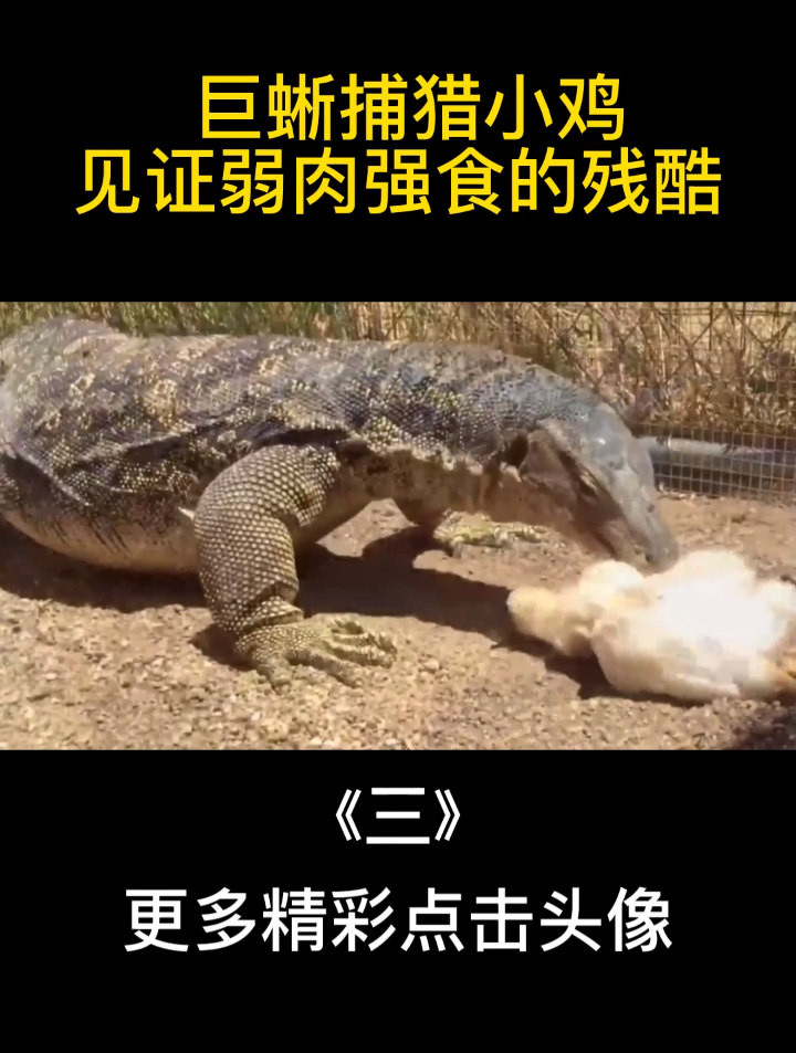 巨蜥捕猎小鸡,见证弱肉强食的残酷