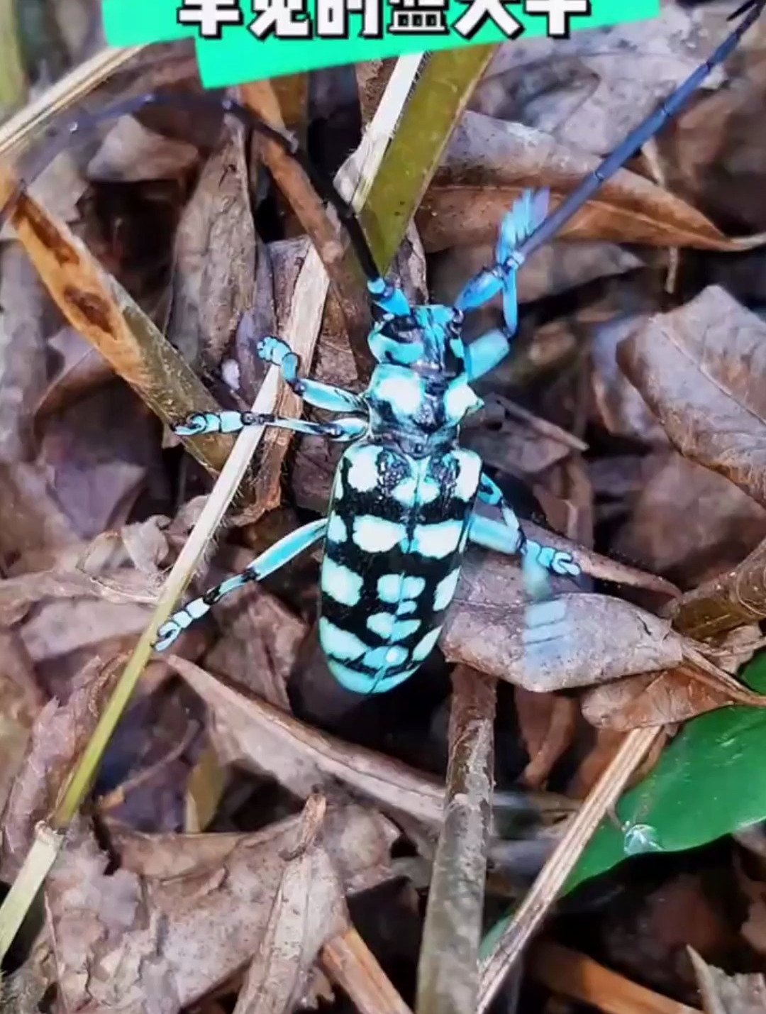 一年一遇的蓝天牛 今天又出现了 没来得及拍几个镜头就飞了