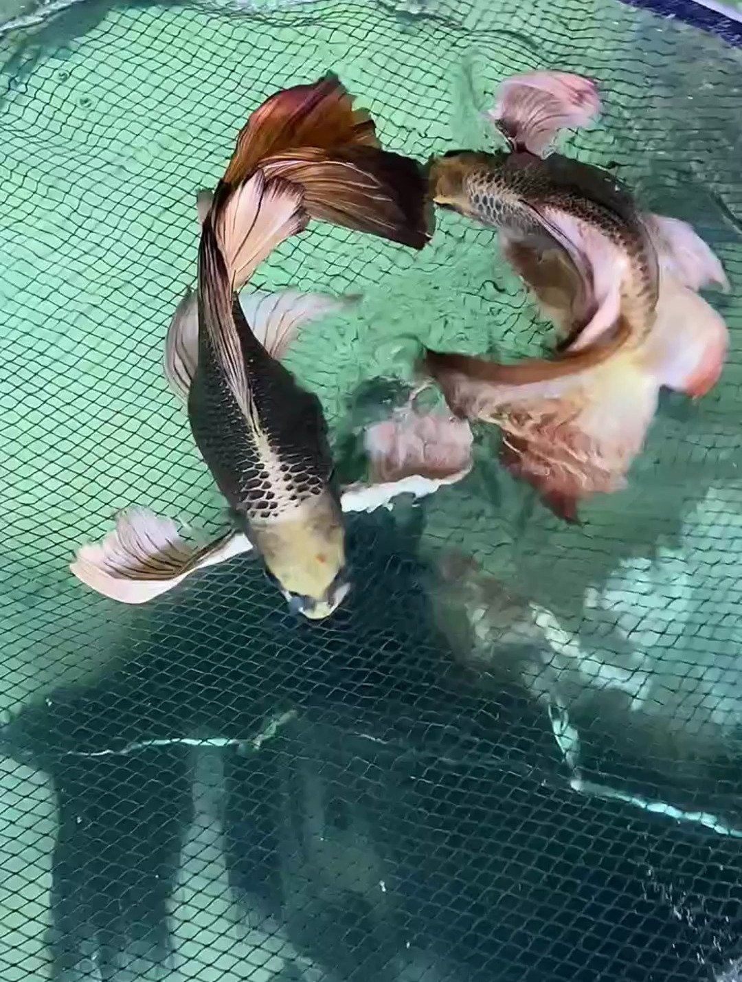 熊猫蝴蝶鲤生产中!观赏鱼 熊猫蝴蝶鲤 蝴蝶鲤