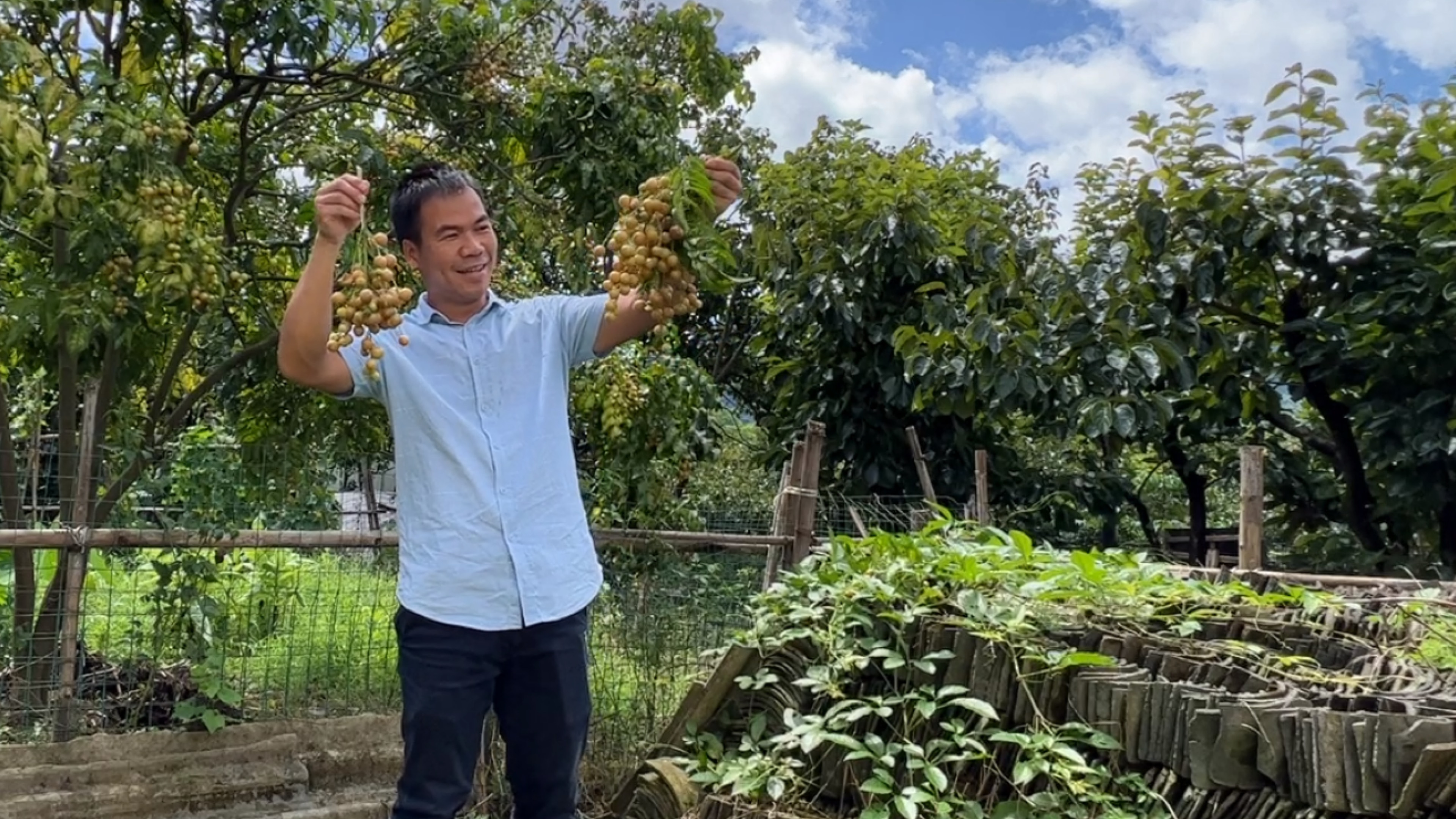 阿金想好了试探方法,先拿黄皮果哄小翠,剩下的邀请她自己来摘