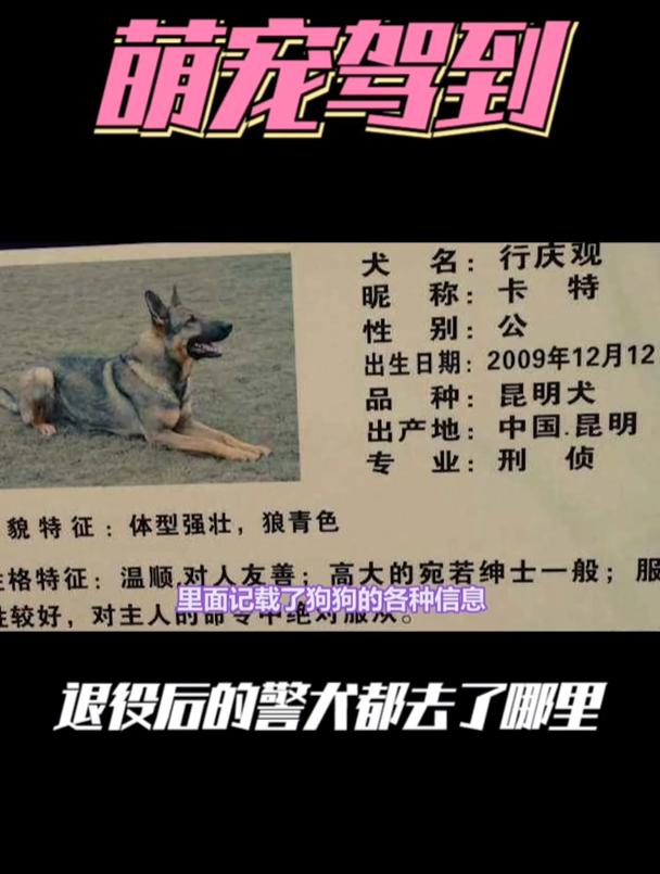 你知道退役后的警犬都去哪里了吗,它们的退休生活过得怎么样?