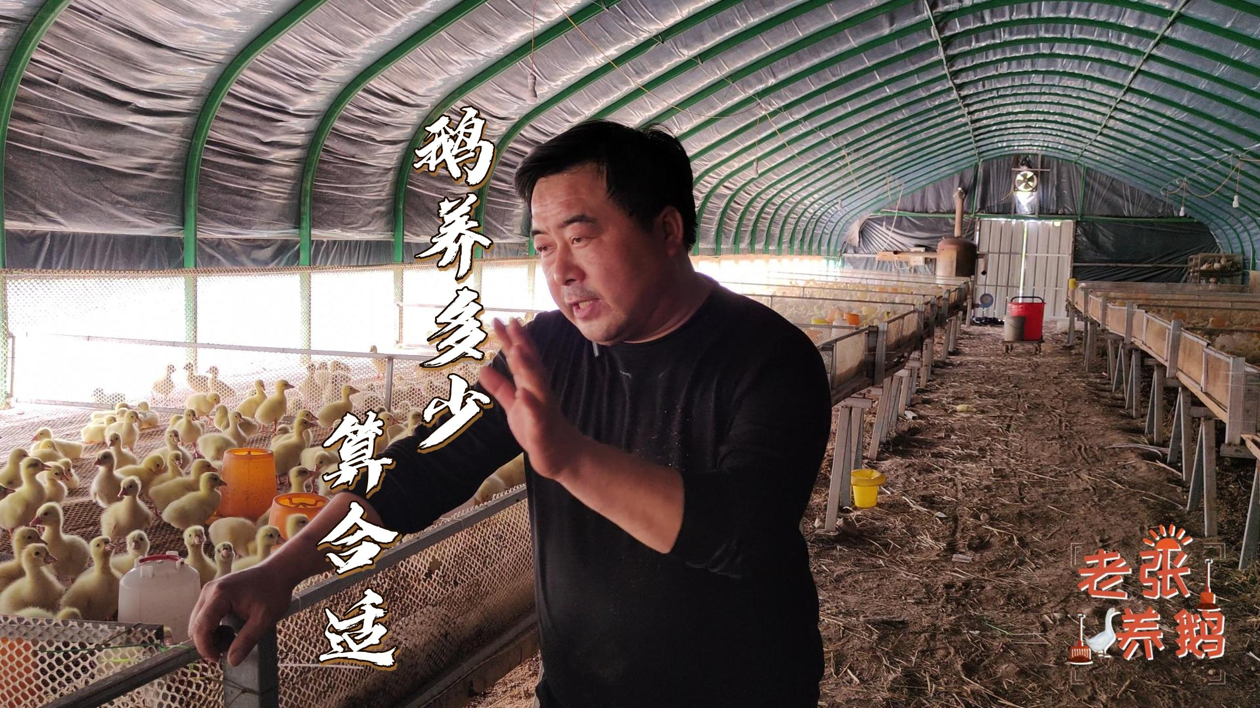 养鹅多少算合适?鹅棚体量大小,能改变成活率