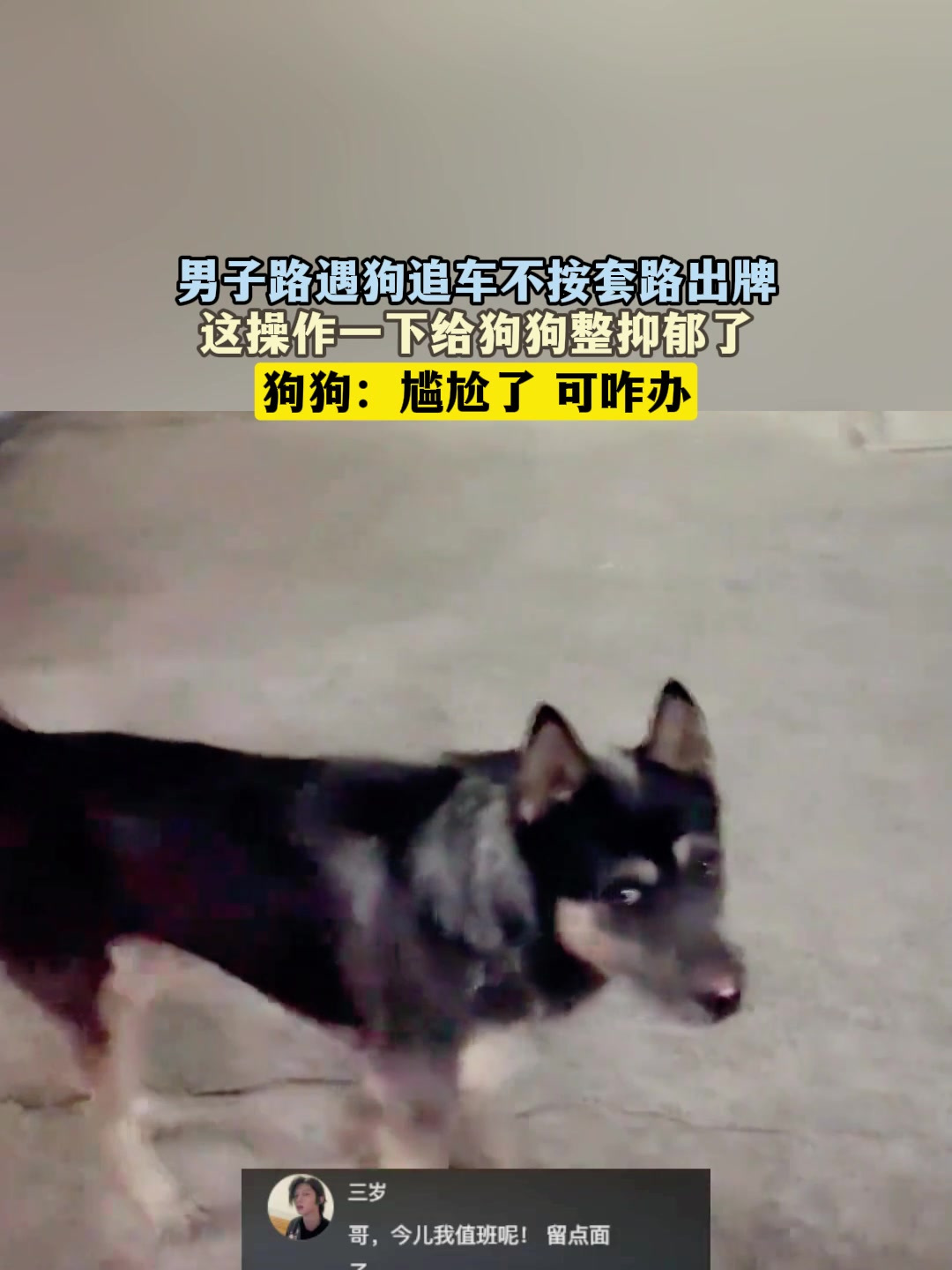 男子路遇狗追车不按套路出牌,这操作一下给狗狗整抑郁了