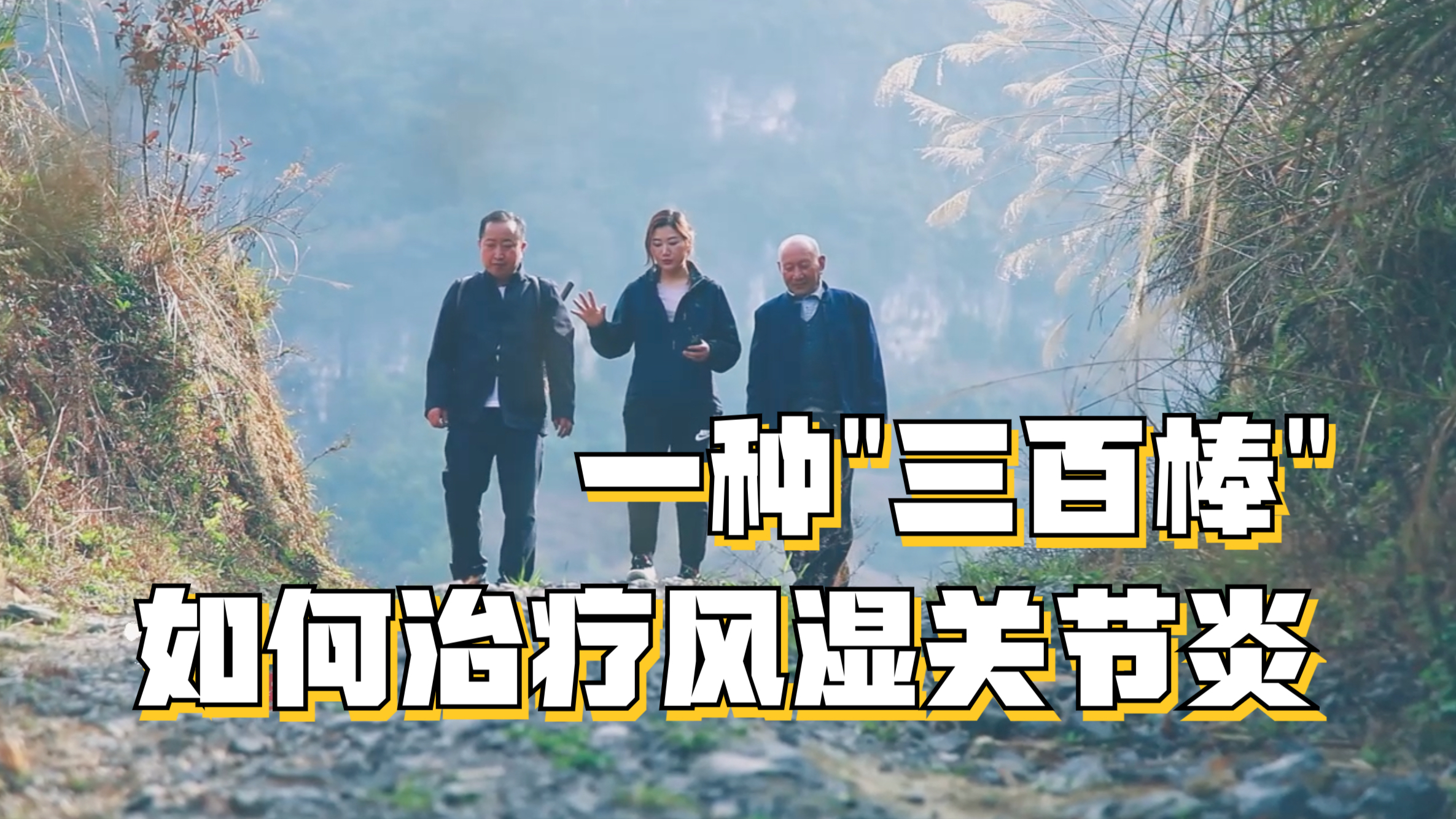 一种三百棒的草药,如何泡制药酒,对风湿关节痛有何作用