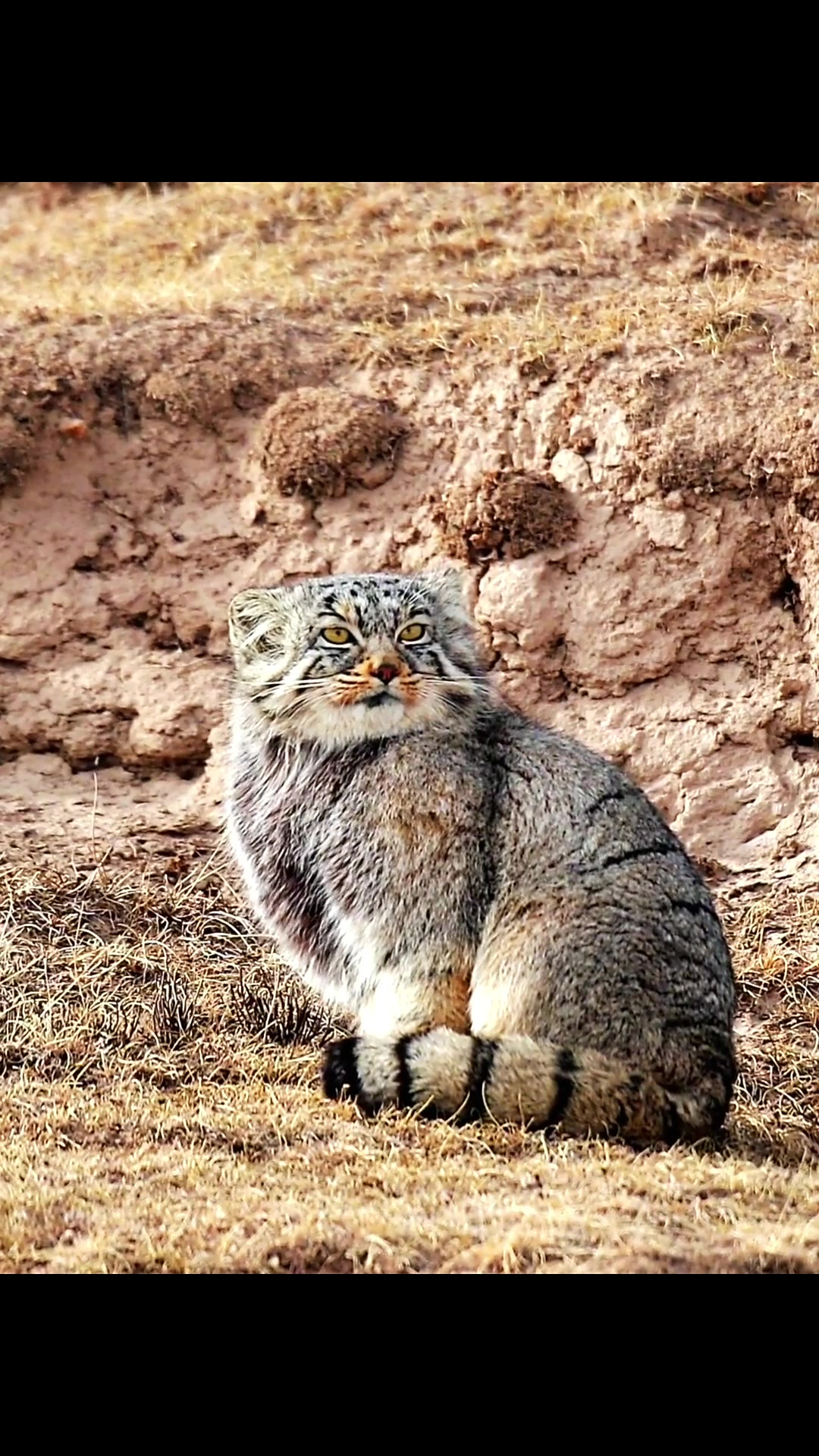 兔狲这么萌,为啥会被称为"高原三傻"之一?-度小视