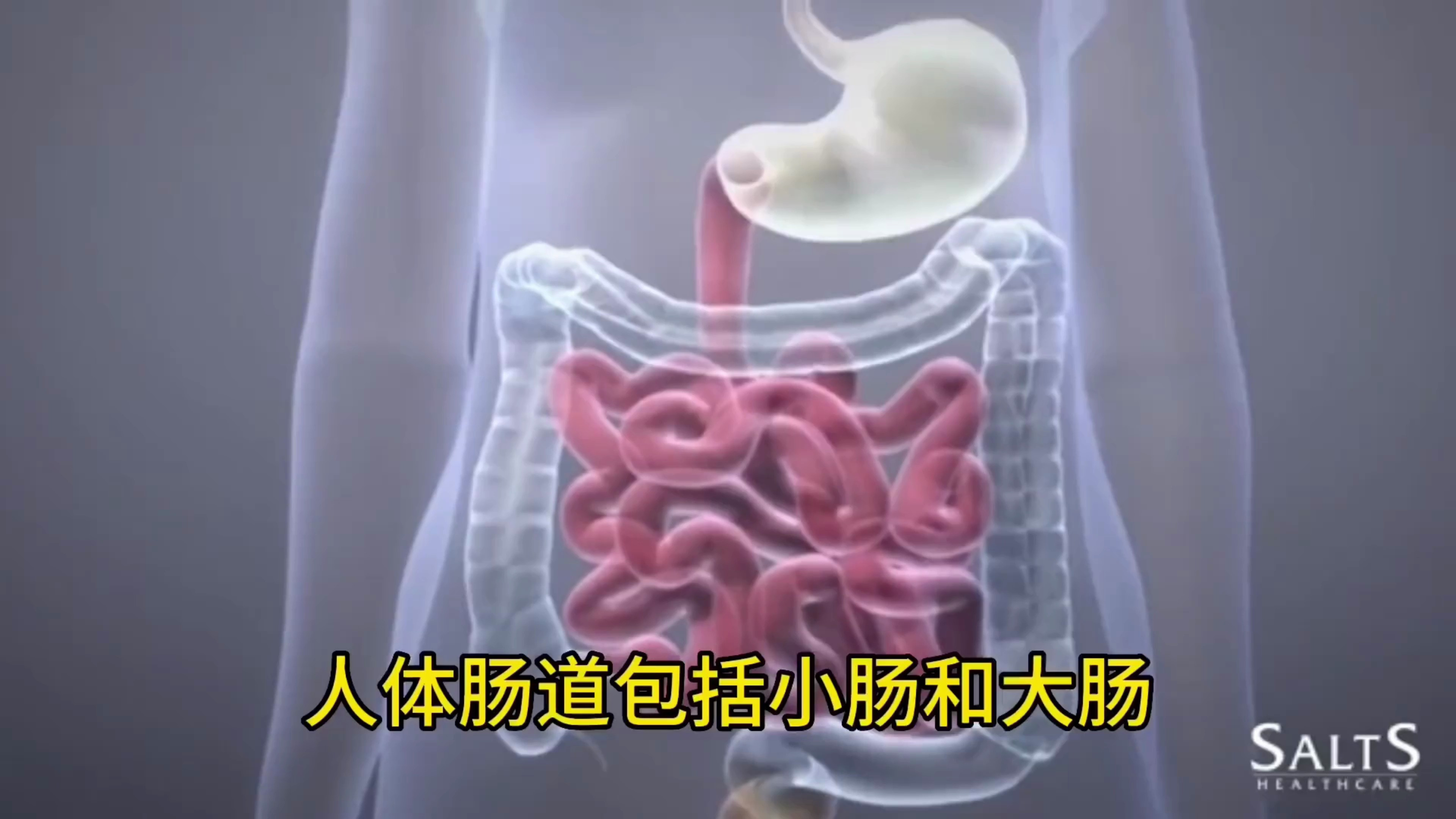 人体肠道解剖动画展示,医学科普仅供参考