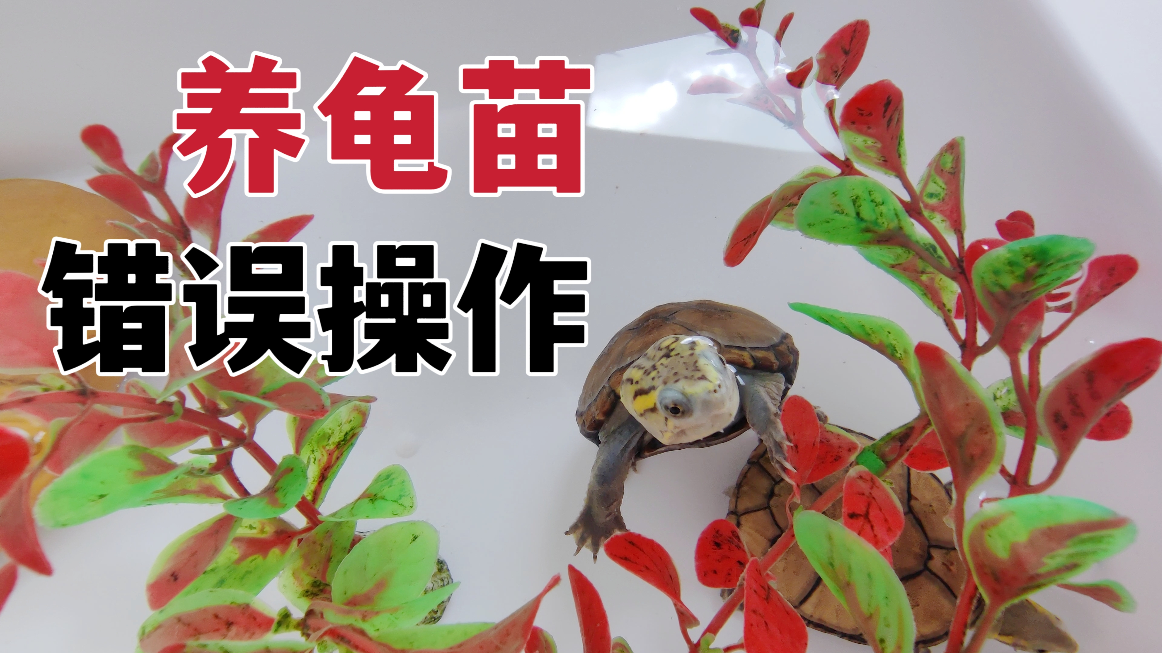 为啥你养龟苗总出事?总结新手养龟苗常犯的6大错误!