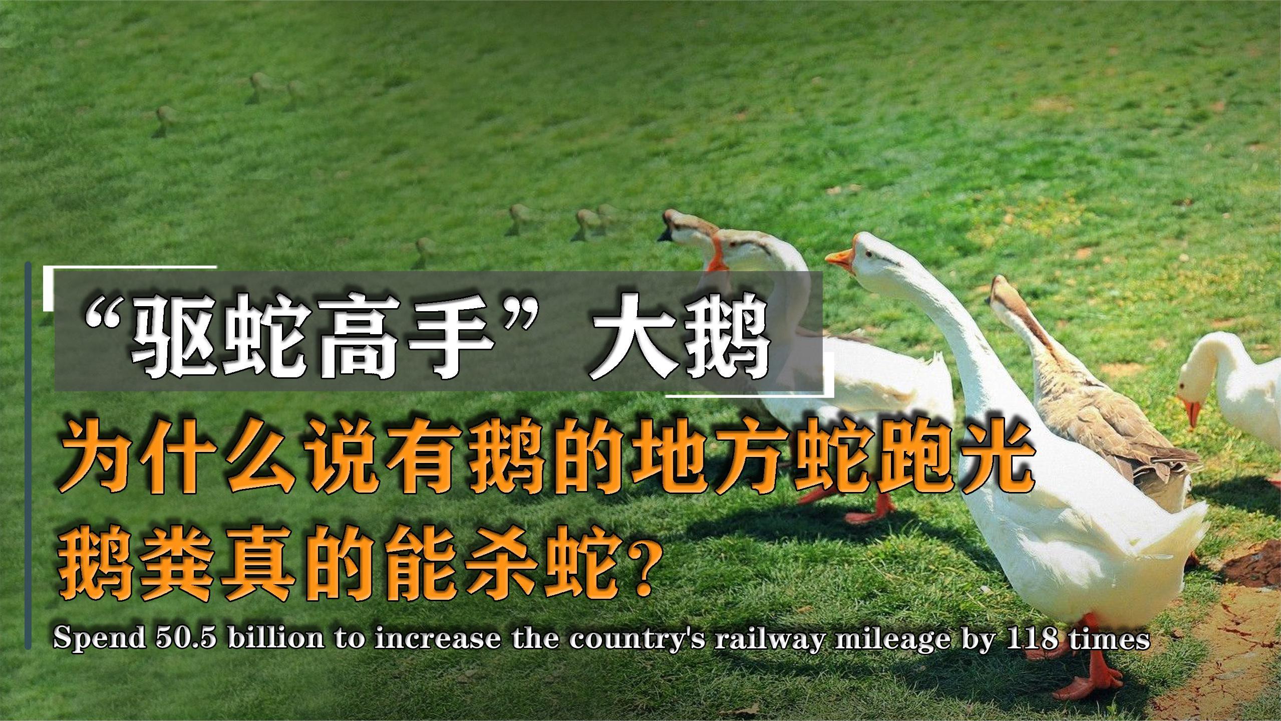 为何说大鹅是“猎蛇高手”?有鹅的地方蛇跑光,鹅粪杀蛇是真的吗