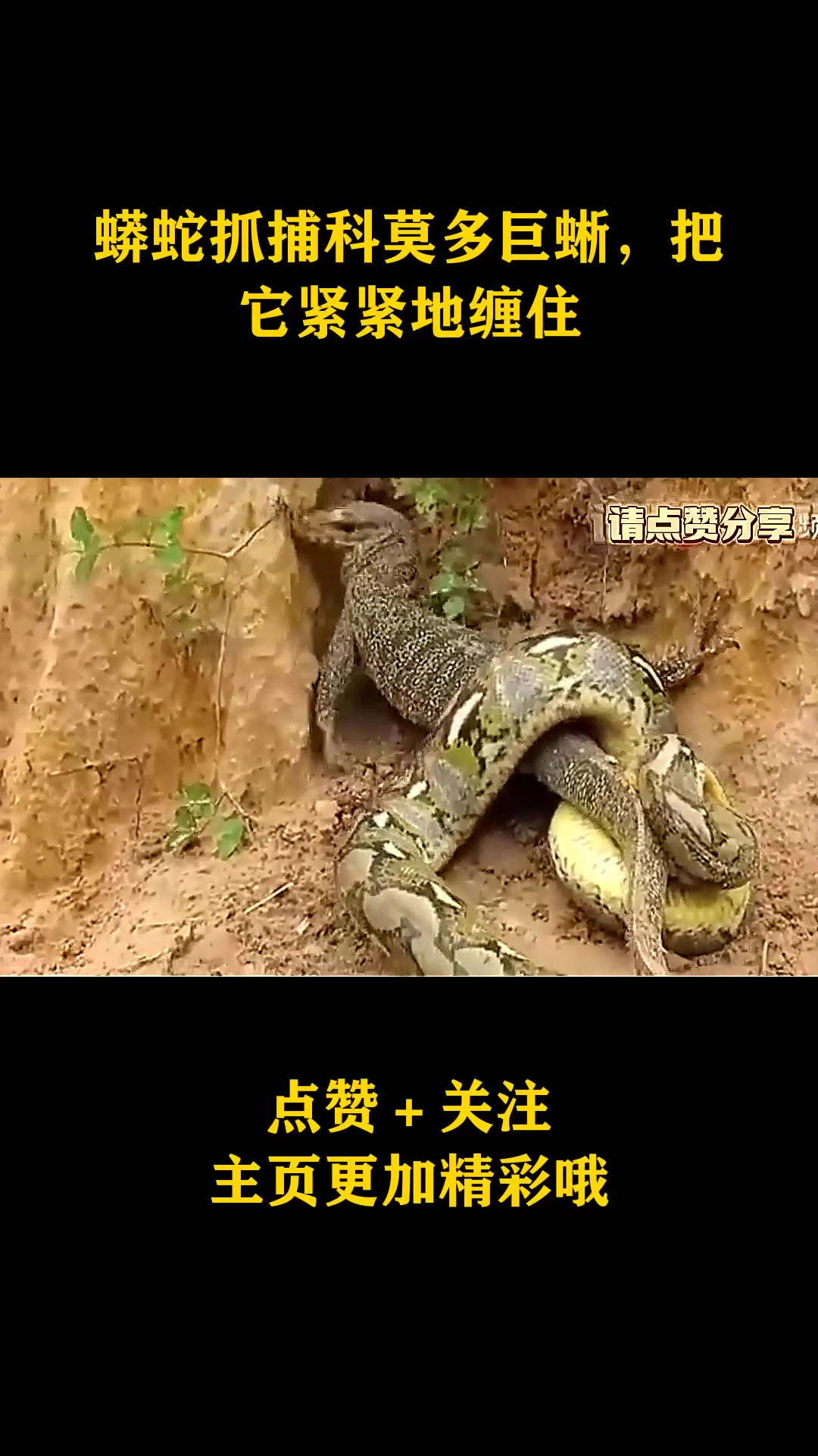 蟒蛇抓捕科莫多巨蜥,把它紧紧地缠住