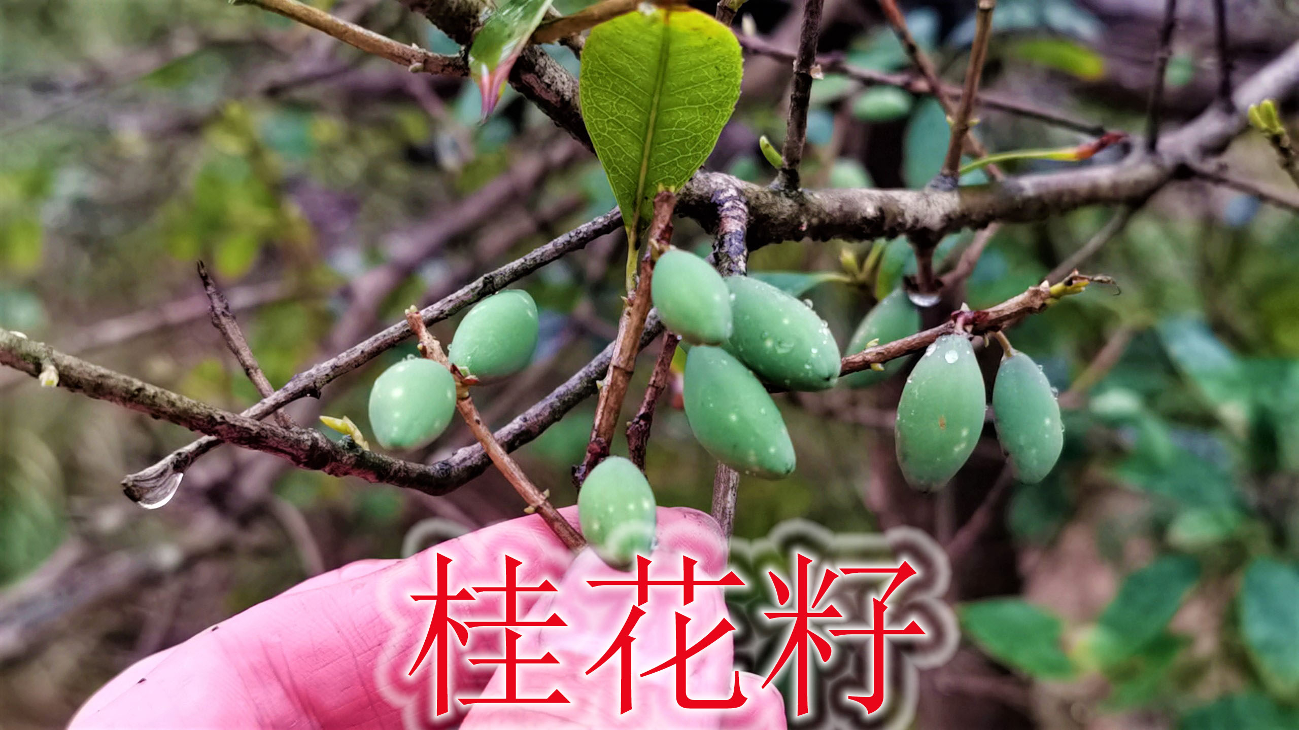 农村桂花籽似芒果,烟酒熬夜张嘴的尴尬,懂的人用来泡茶