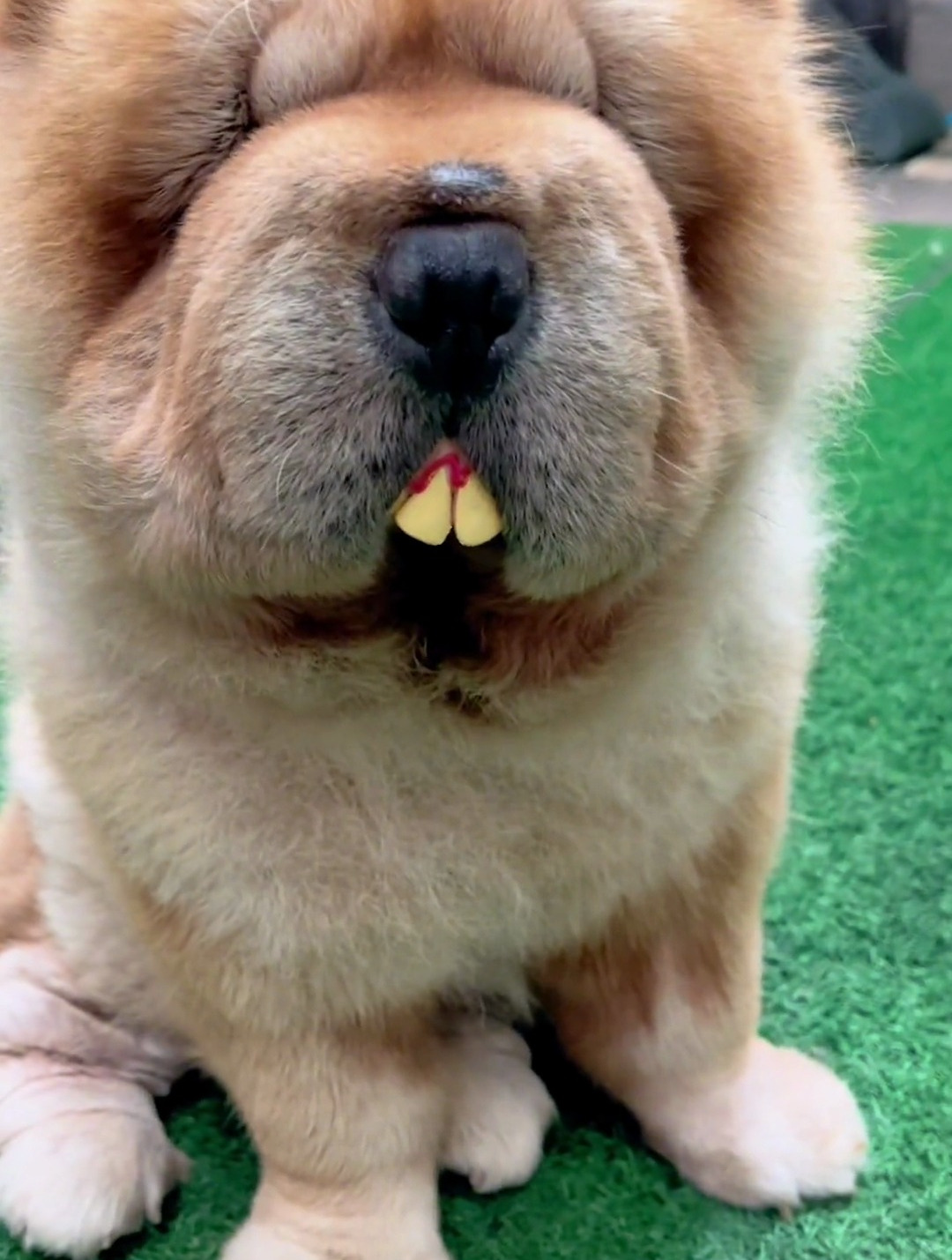 当狗子戴上假牙之后