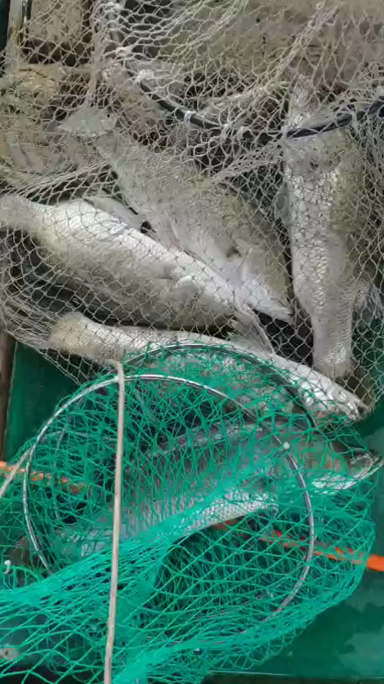 这两天三亚铁炉港内湾船钓海鲈鱼收获