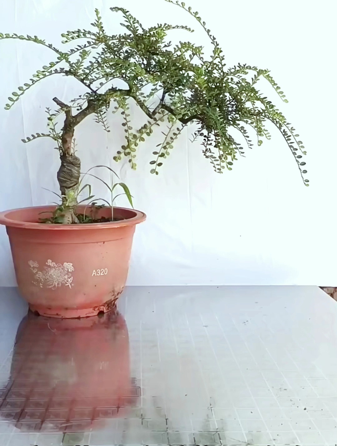 养了三年的荀子,今天修剪一番做成临水盆景,你觉得怎么养?-度小视