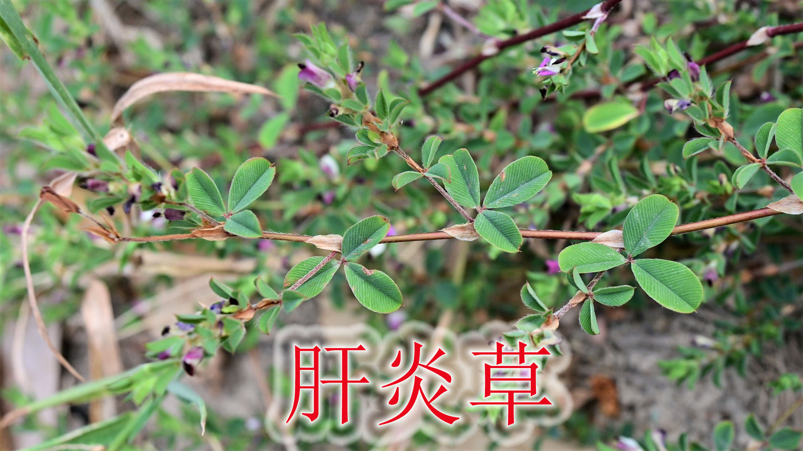 农村的鸡眼草是个宝,有人称为“肝炎草”,很少人了解用途