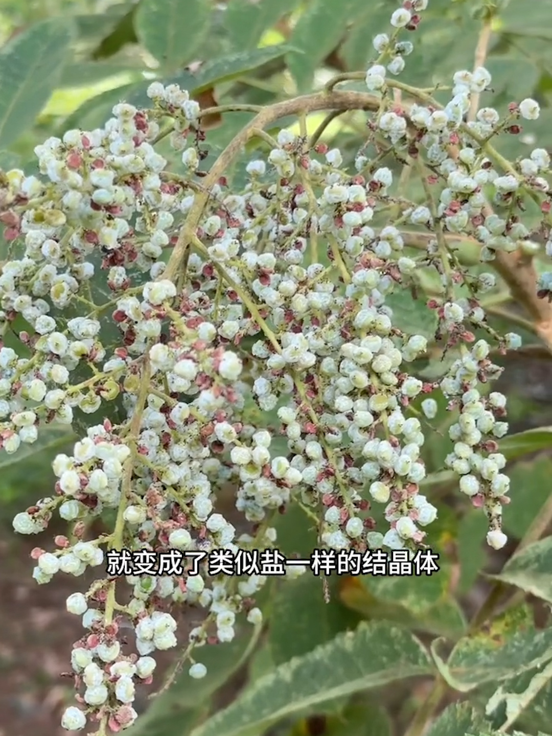 能长出盐巴的树,盐肤木你认识吗?