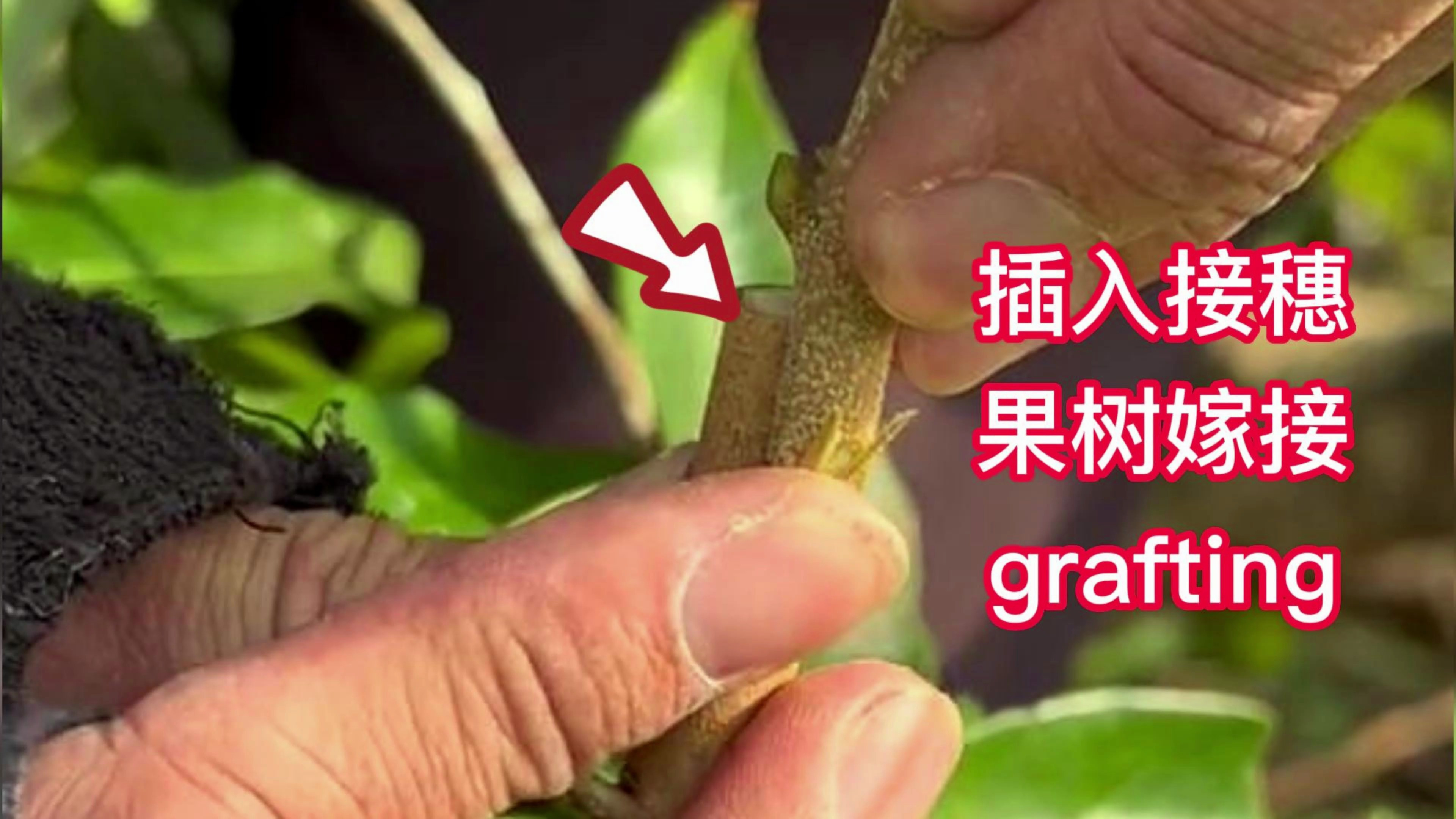 教你如何嫁接荔枝果树?一分钟就学会的嫁接技术,成活率高