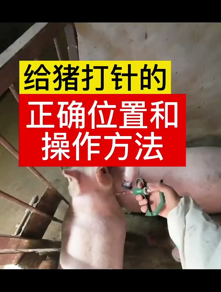 给猪打针的正确操作,一整套,建议收藏!-度小视