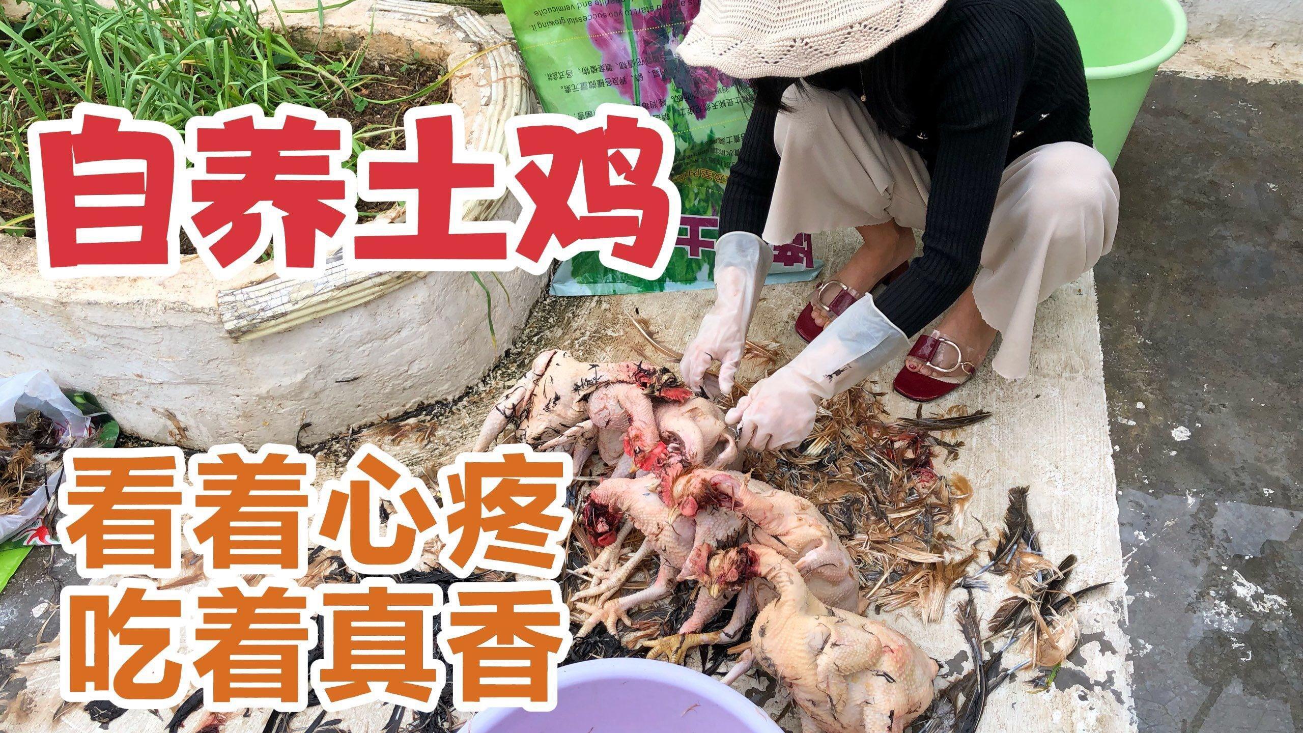 春节返乡6只母鸡无法照顾,养3年的母鸡很心疼,但吃起来真香