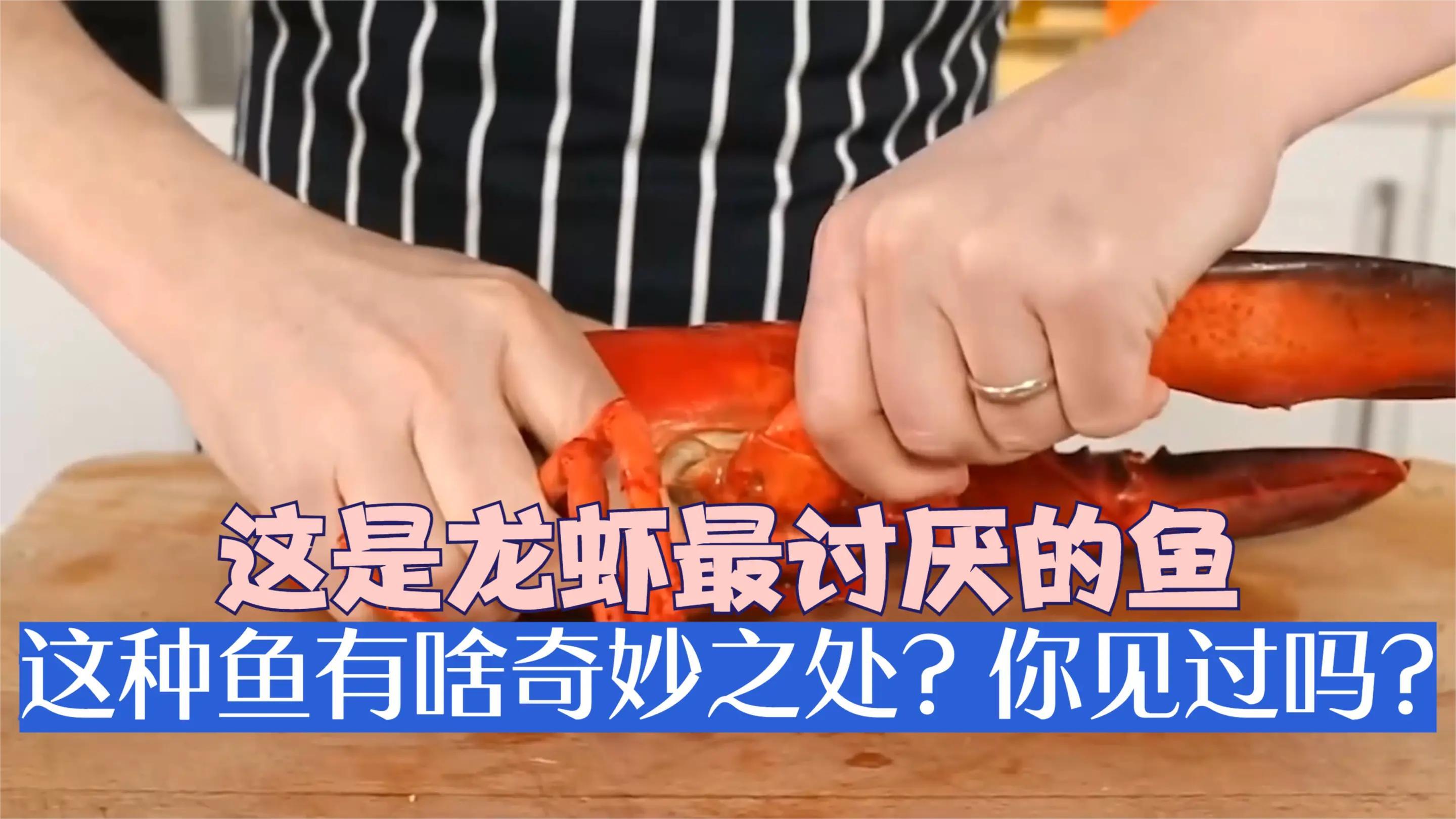 这是龙虾最讨厌的鱼,这种鱼有啥奇妙之处?你见过吗?
