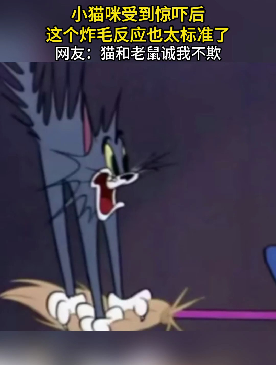 小猫咪受到惊吓后,这个炸毛反应也太标准了