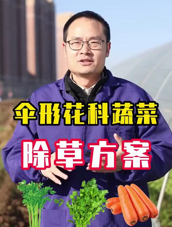 芹菜、胡萝卜、香菜等伞形花科蔬菜,该如何除草呢?