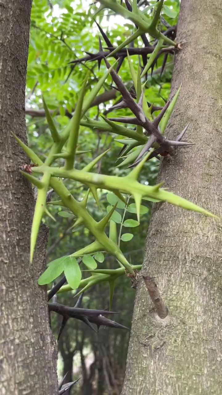 认识的是宝不认识的是草,皂角刺既然可以用来煮猪心